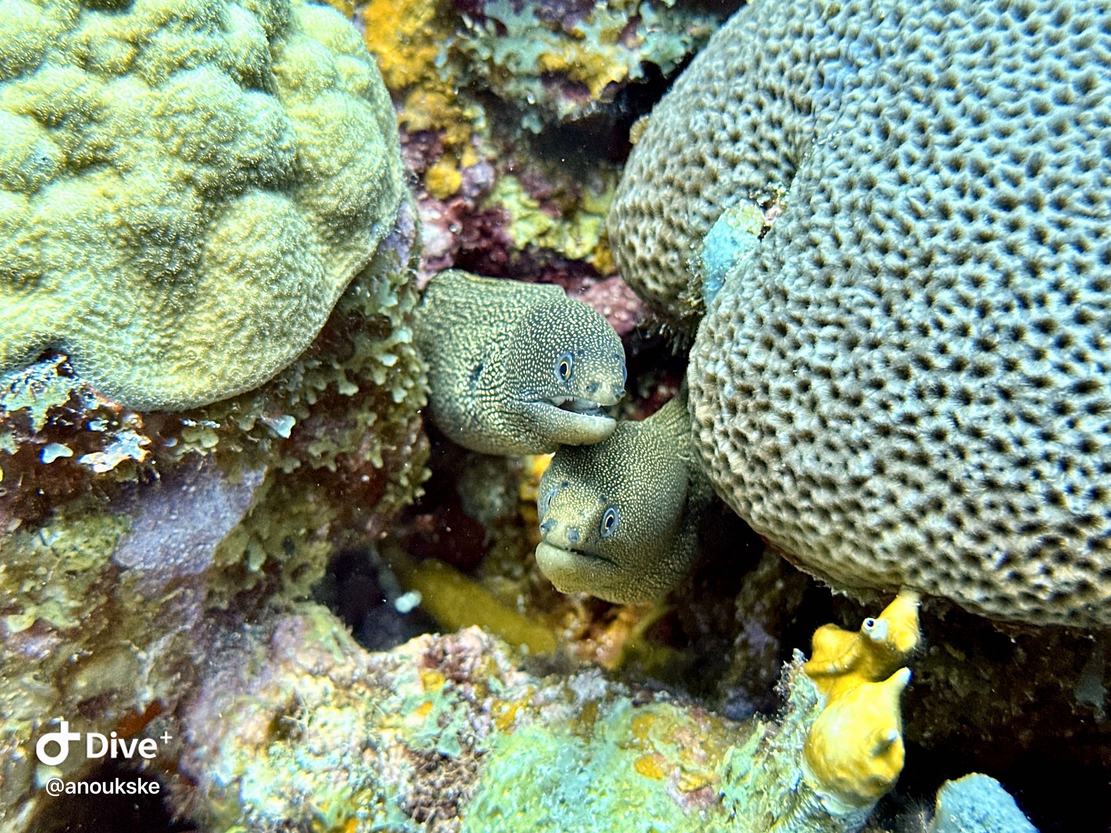Tory’s Reef