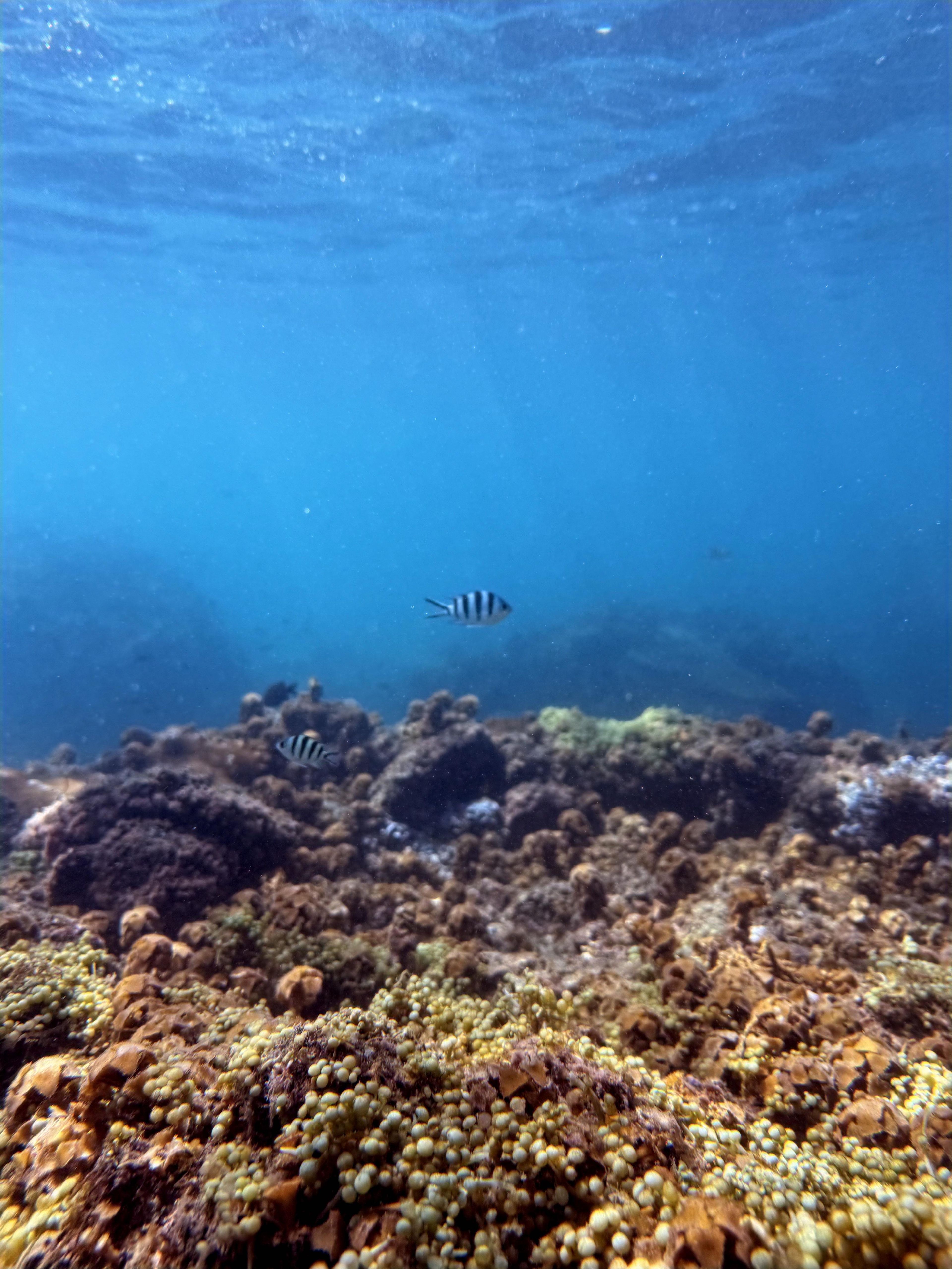 Vong Islet