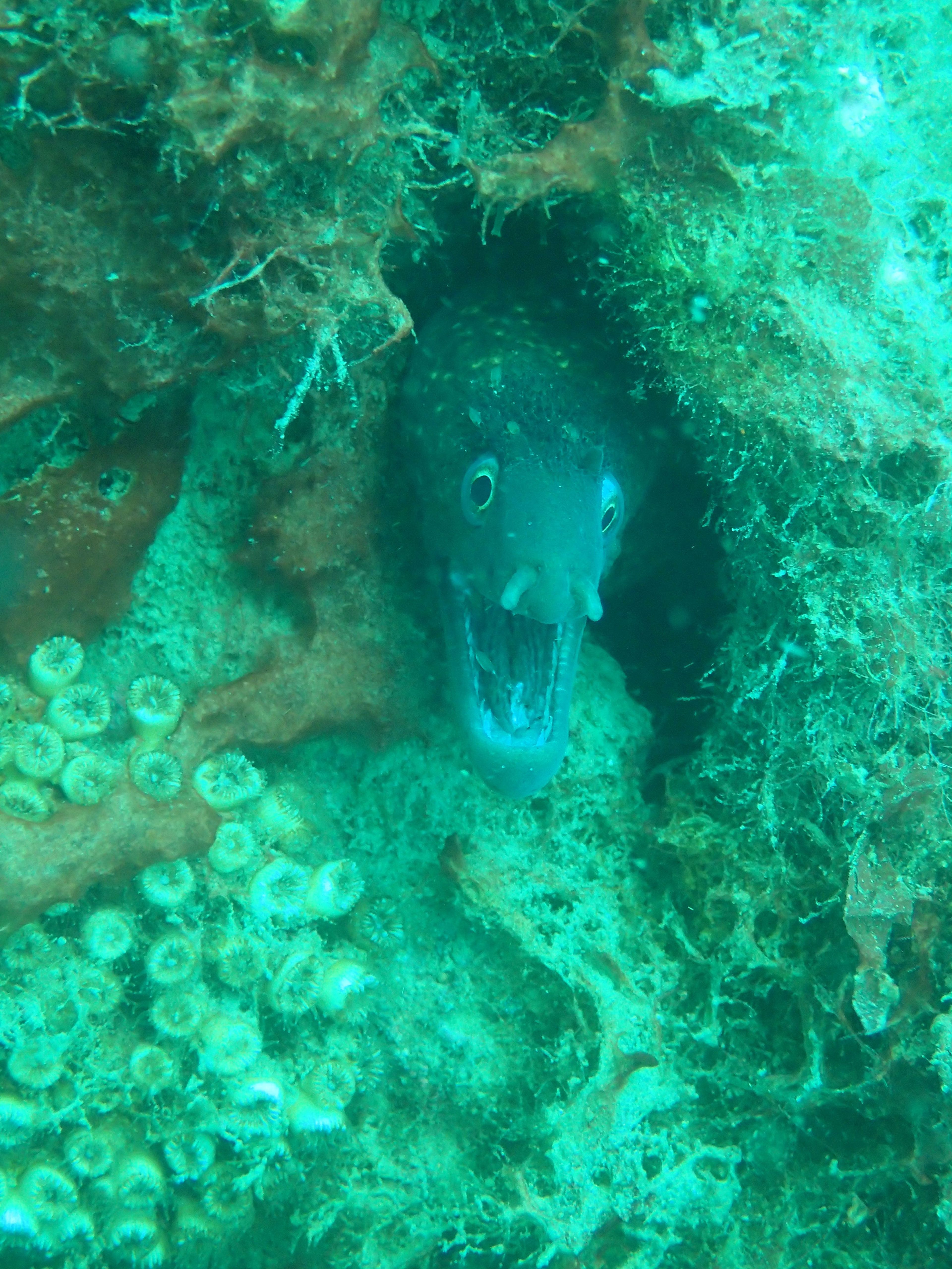 Vitto Pizziano - WWII wreck