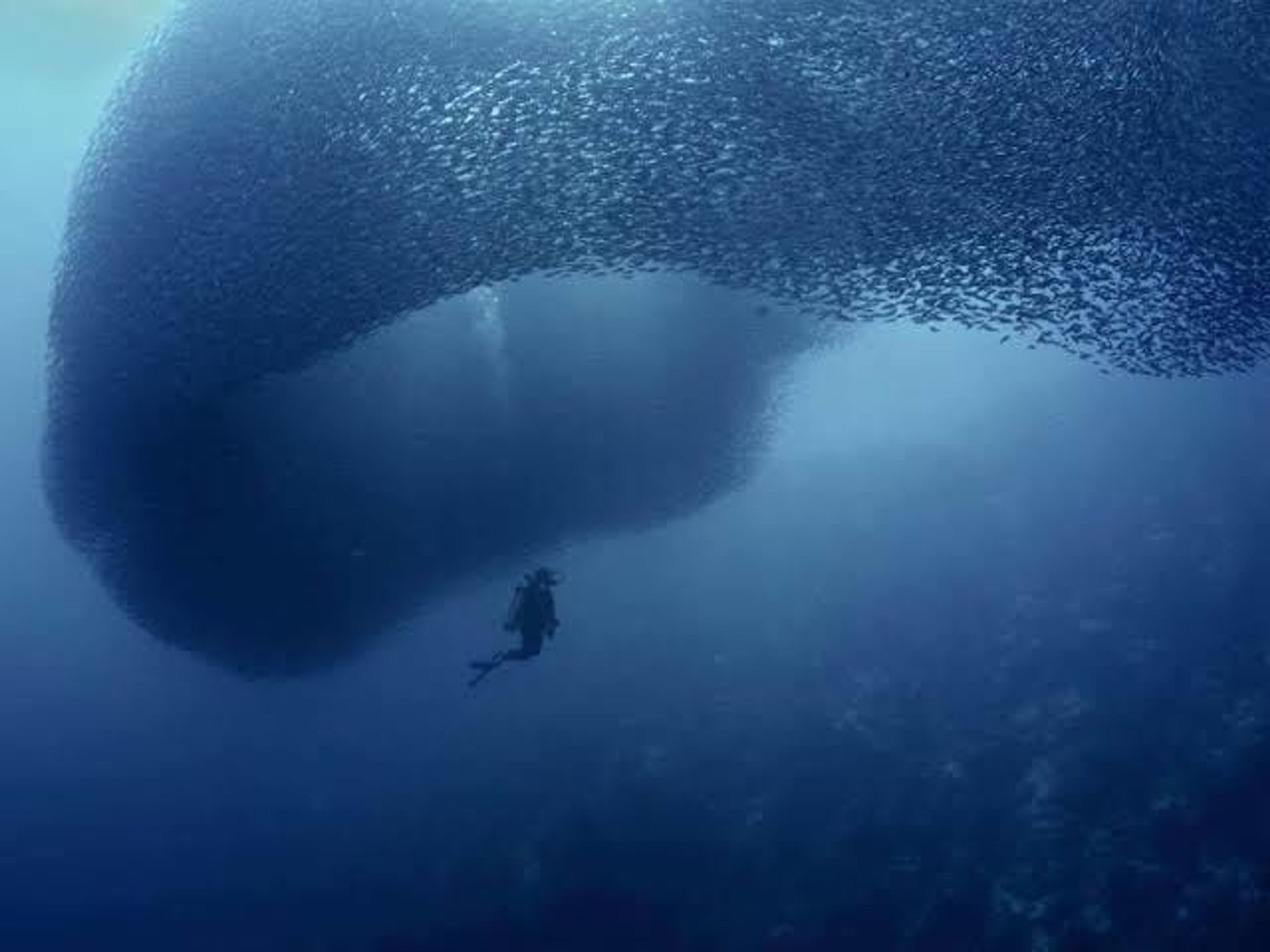 Moalboal philippines