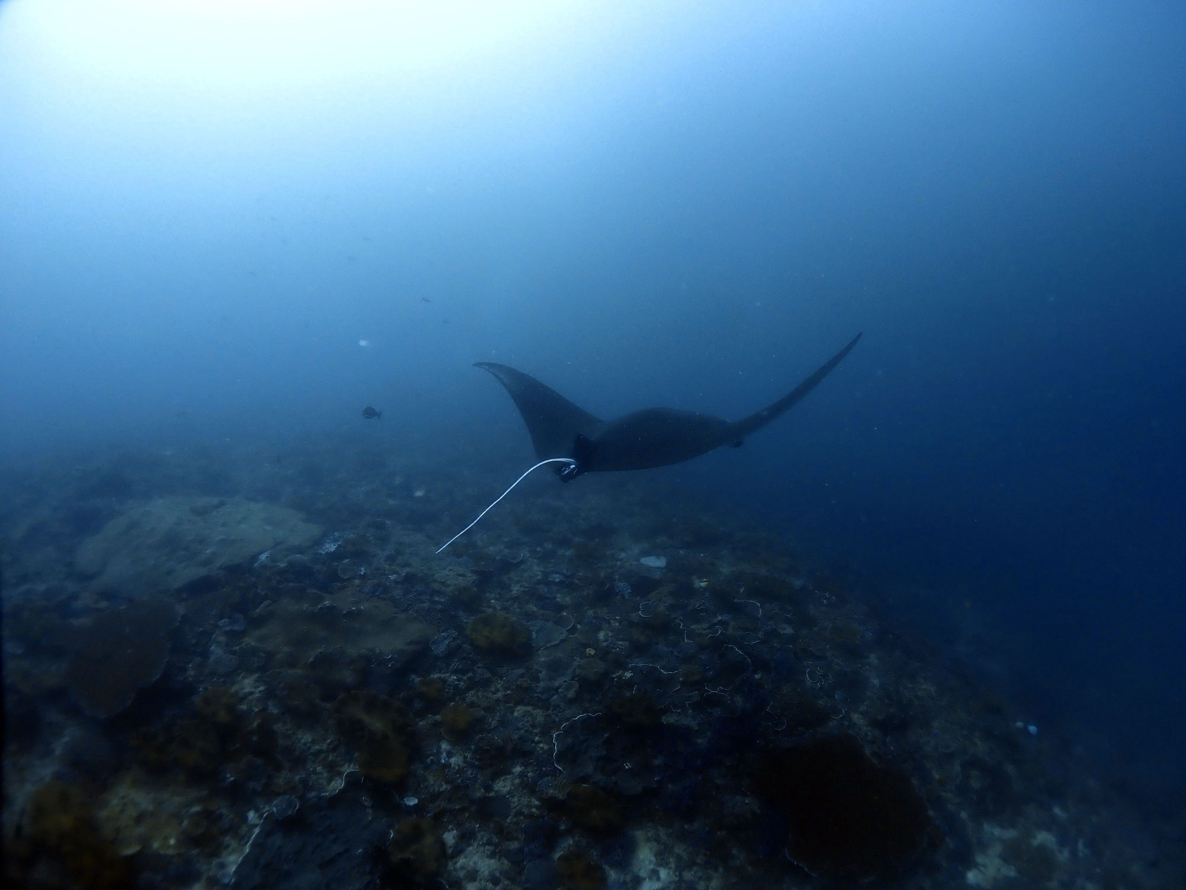Manta Point