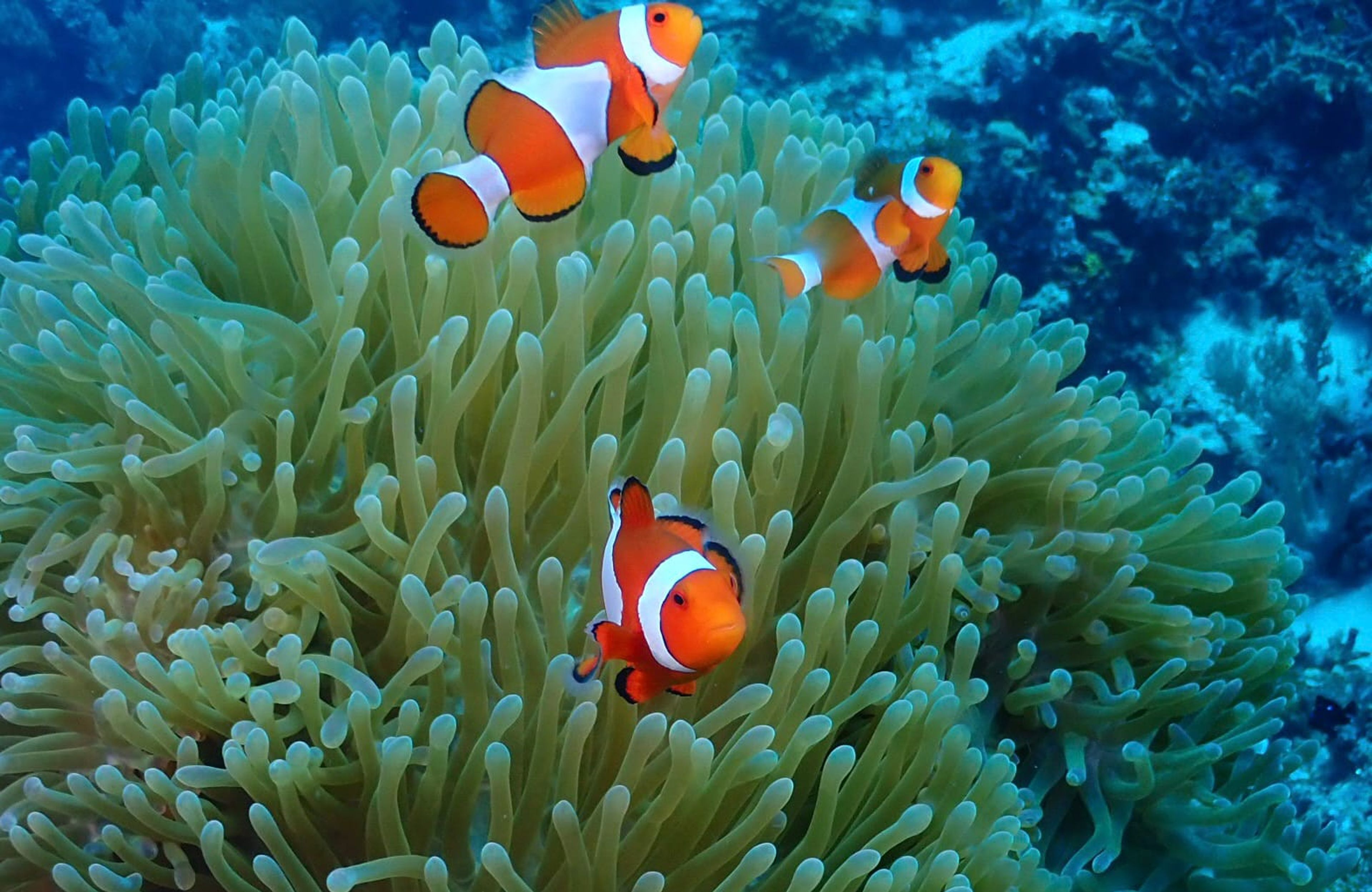 Scuba diving at Alona Beach House Reef