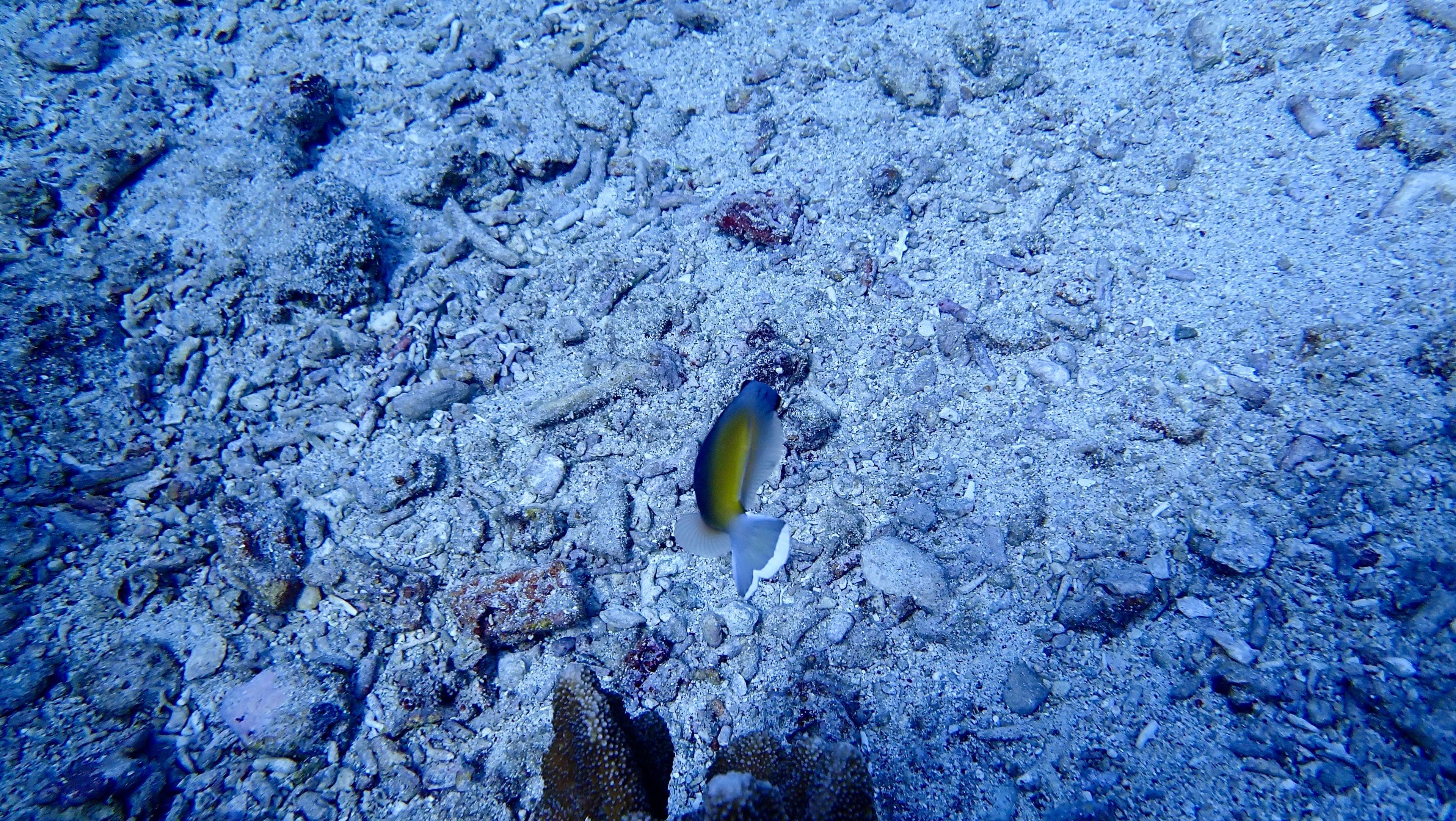 綠島鄉 單氣體潛水