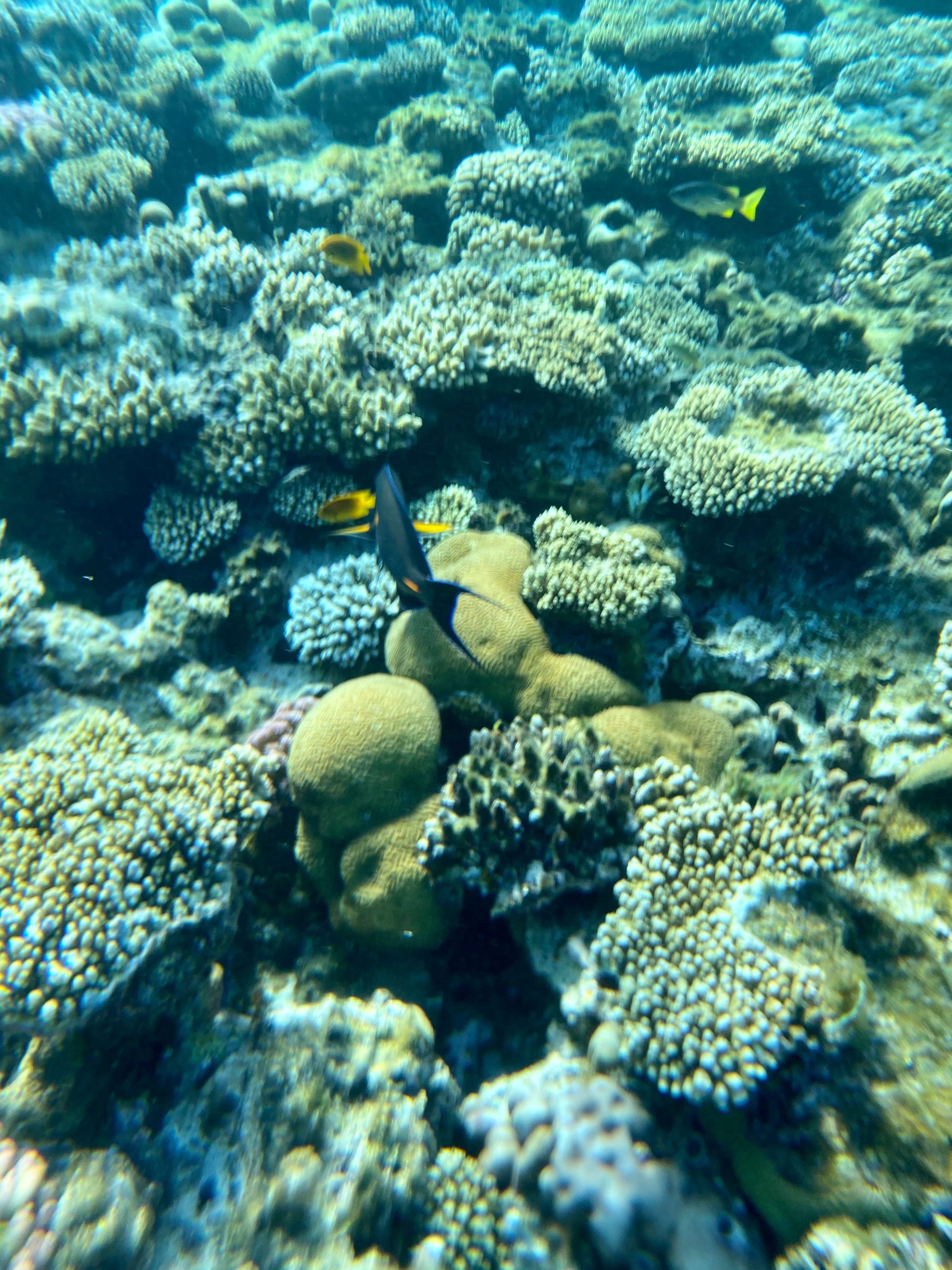 Sharm