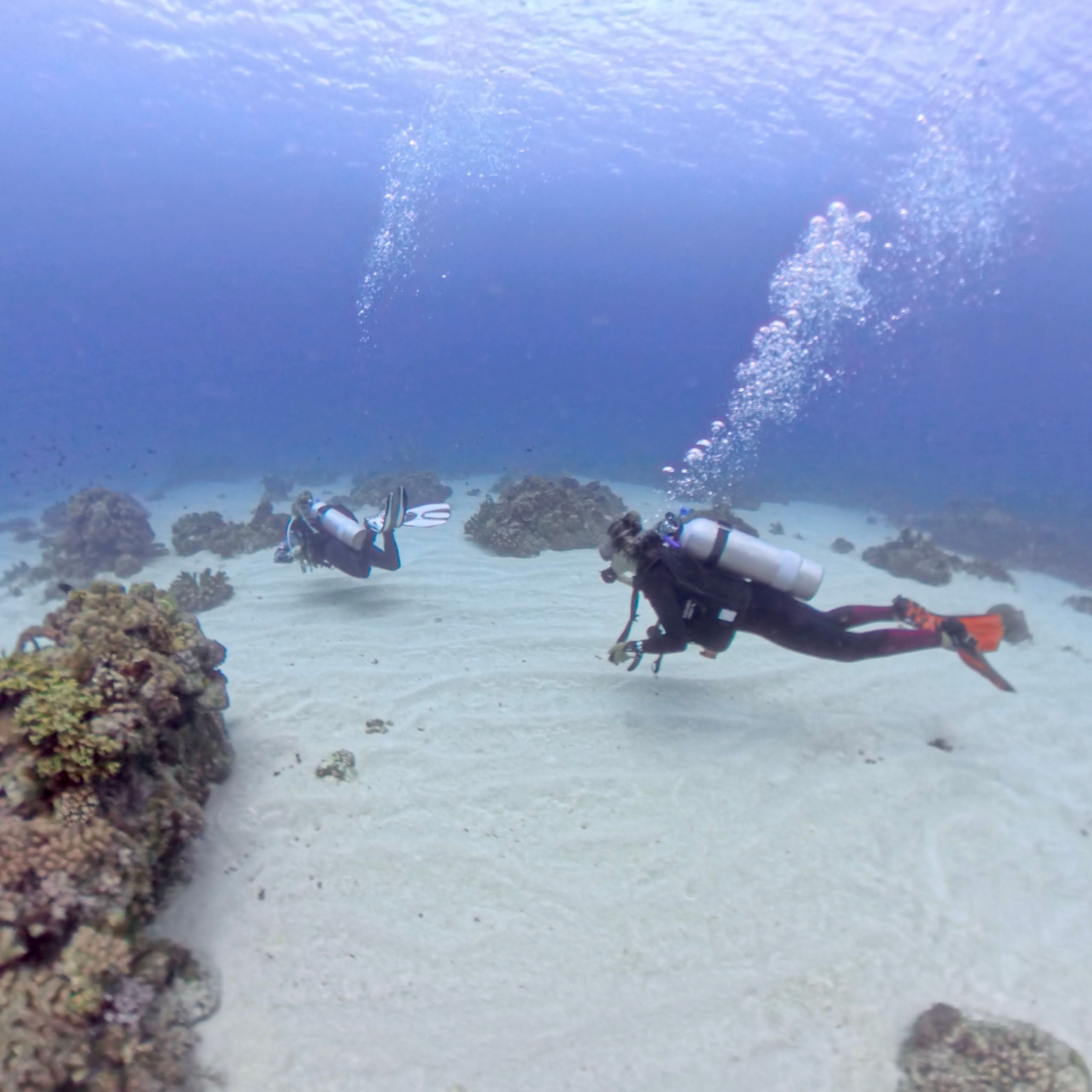 Mystic coral garden