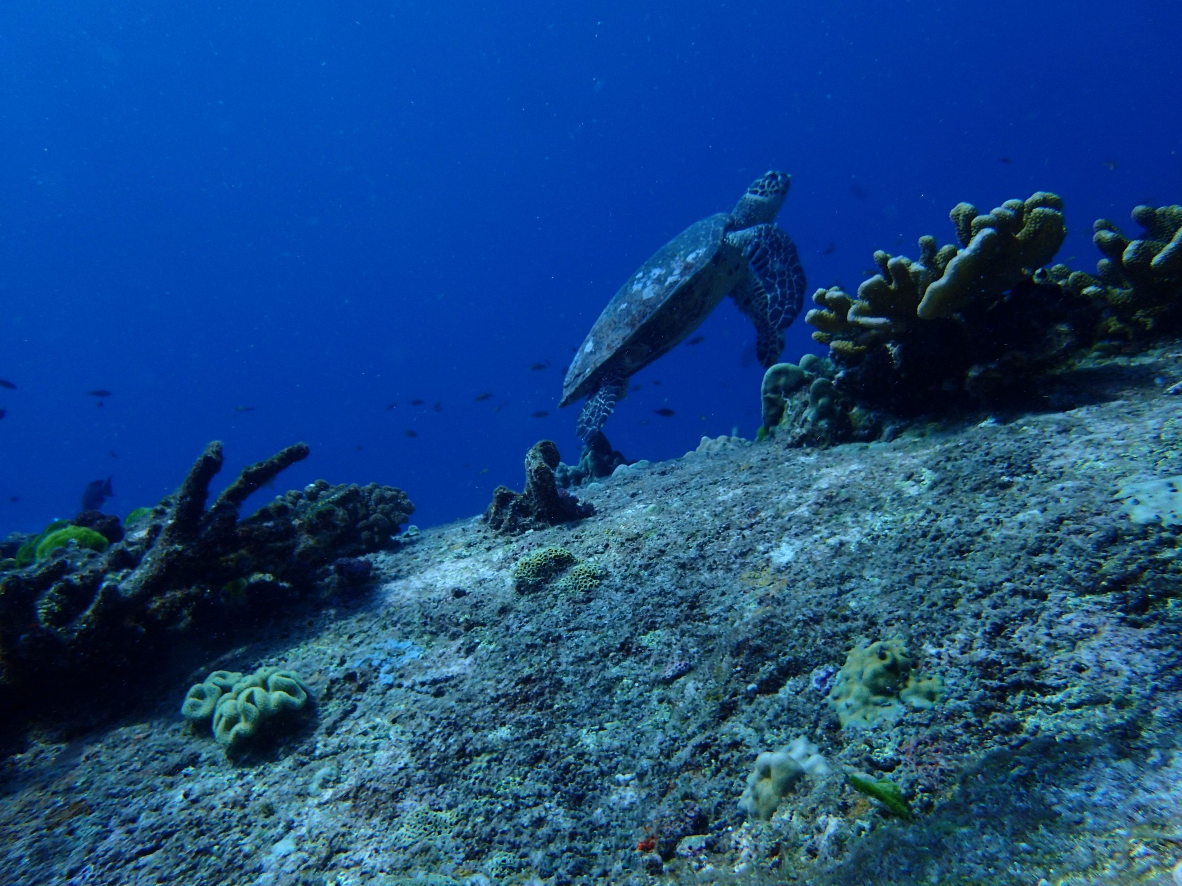 Oceanic+
