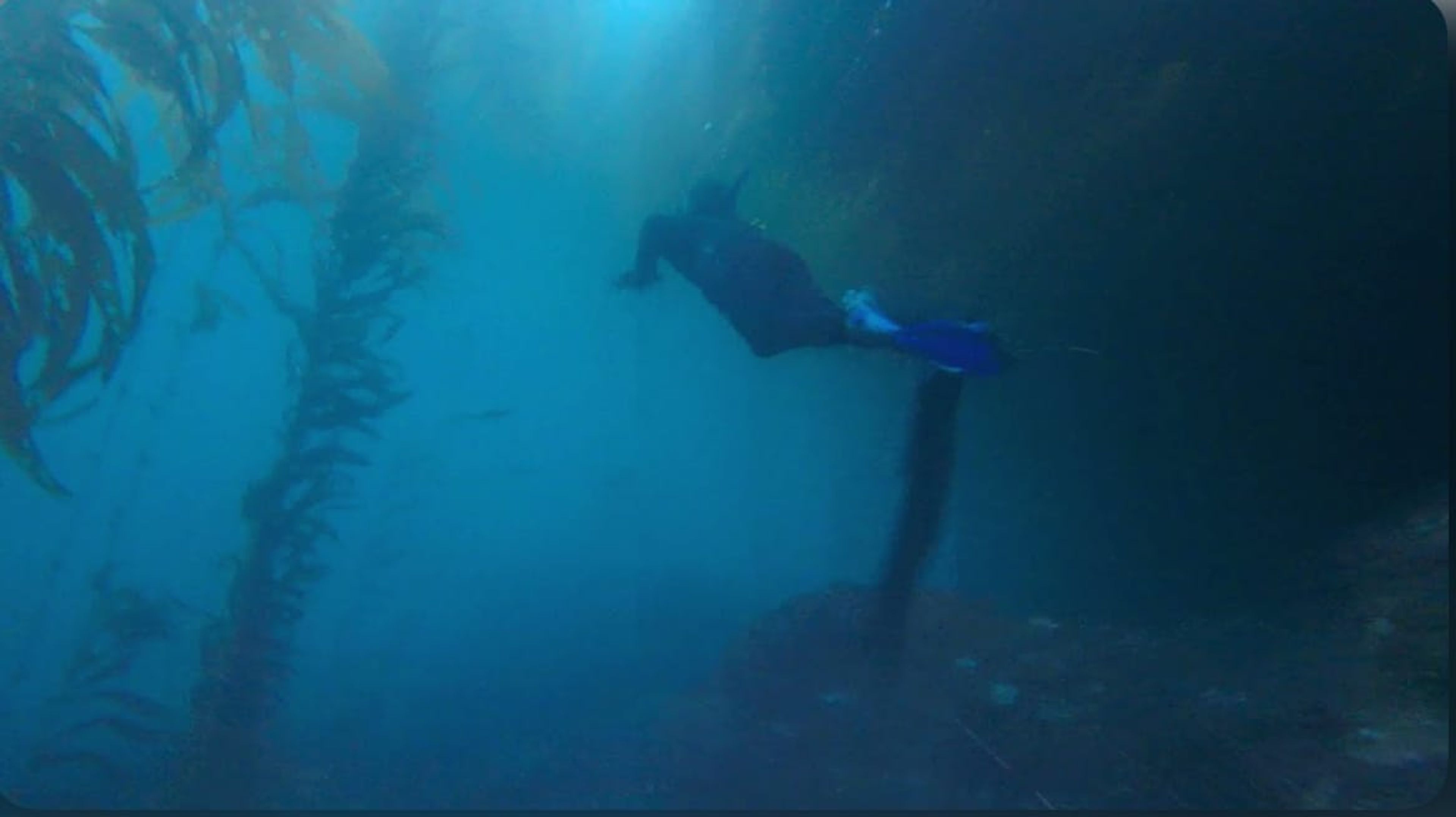 Freediving