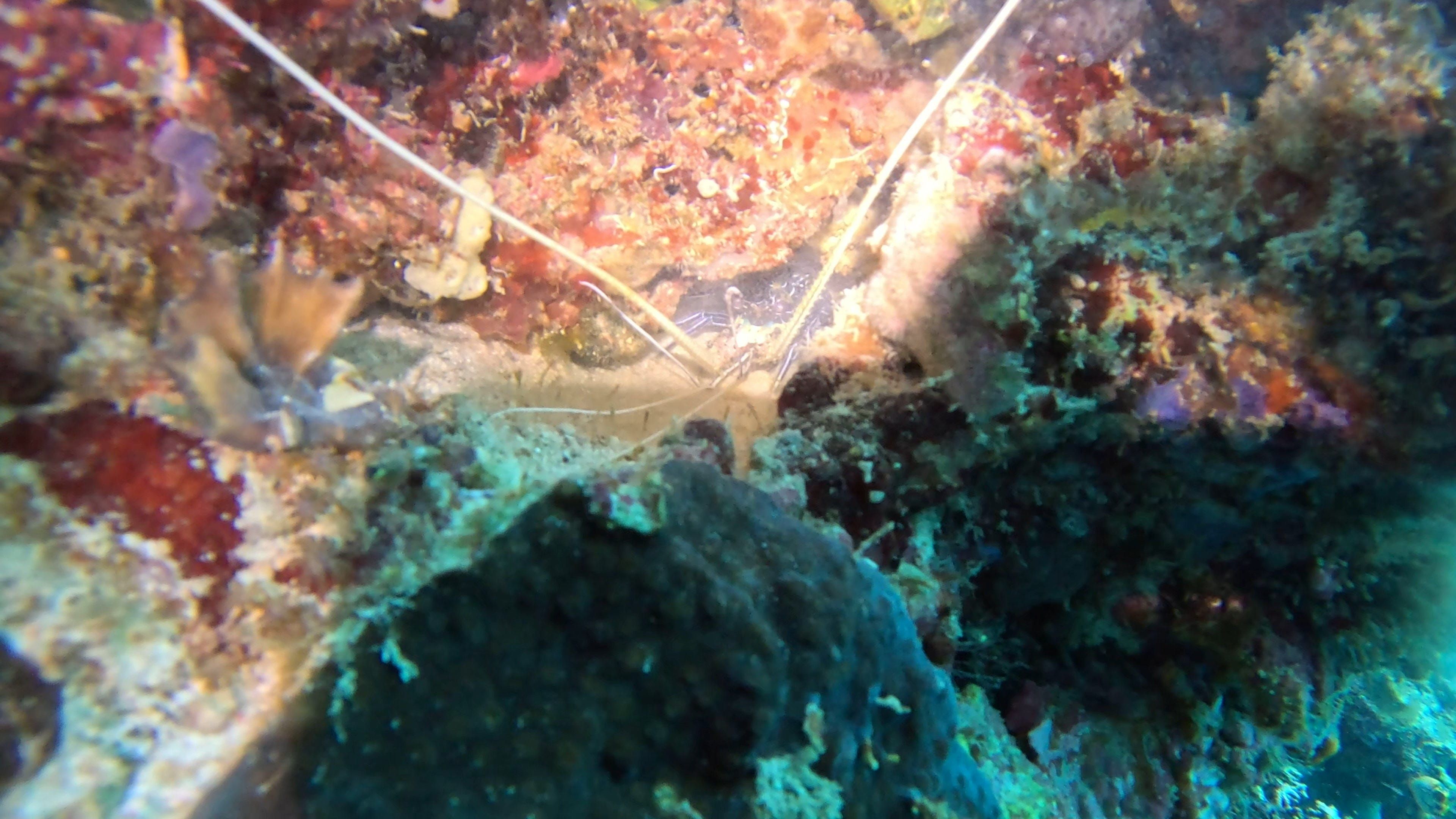 Scuba diving at Mabul House Reef