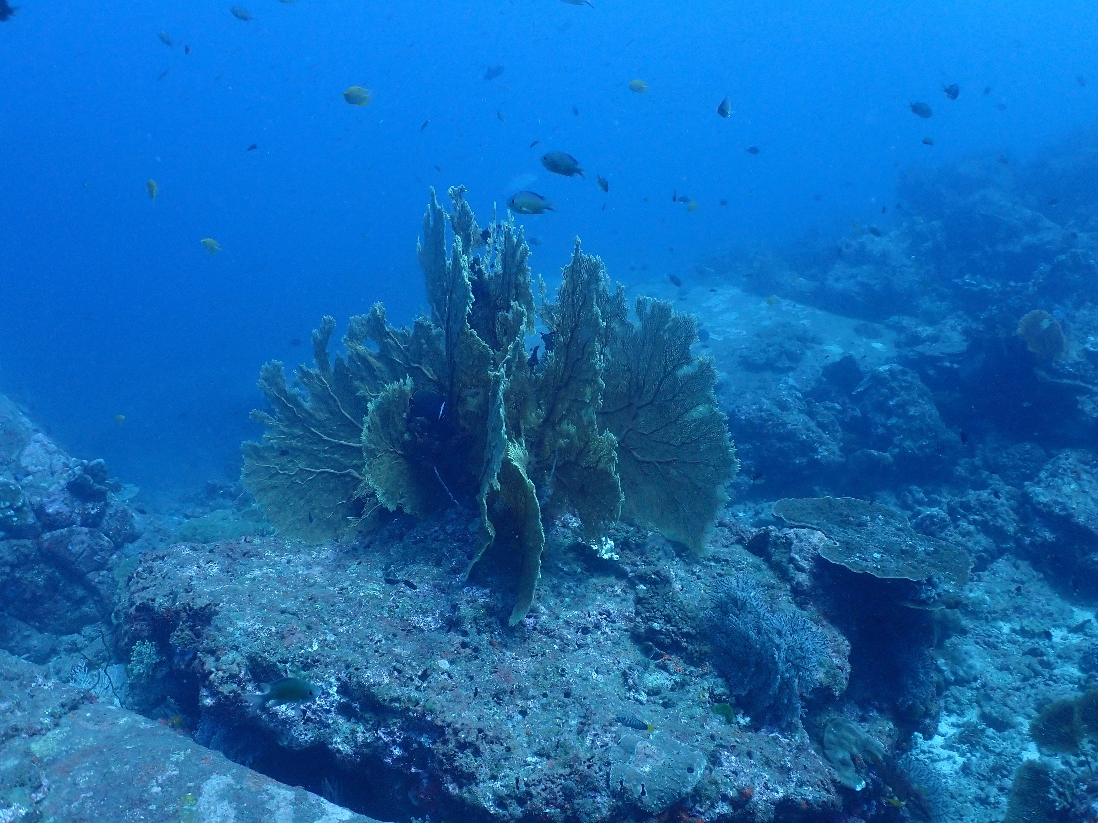 The Phinisi Day 2: Dive 2