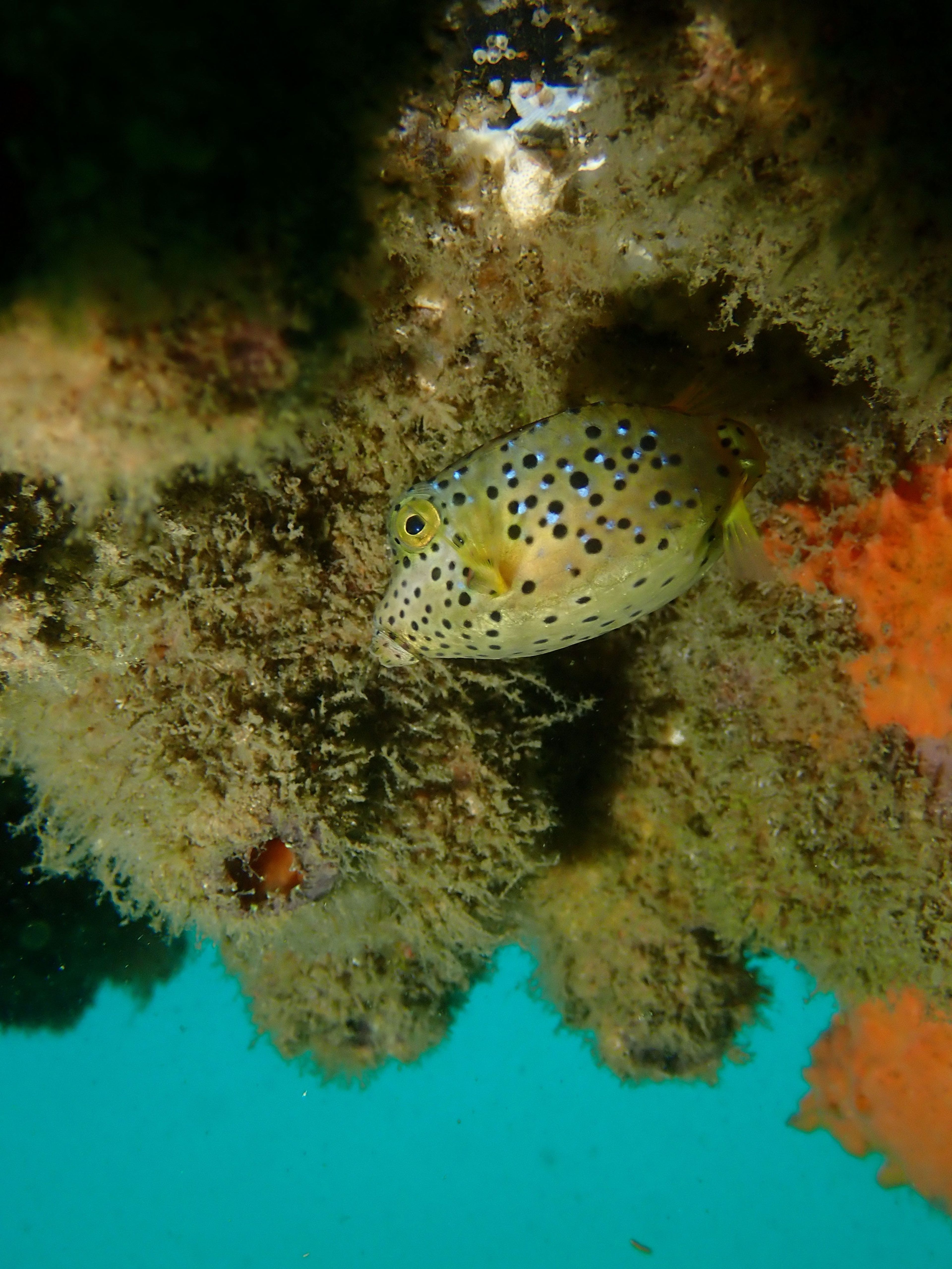 Oceanic+
