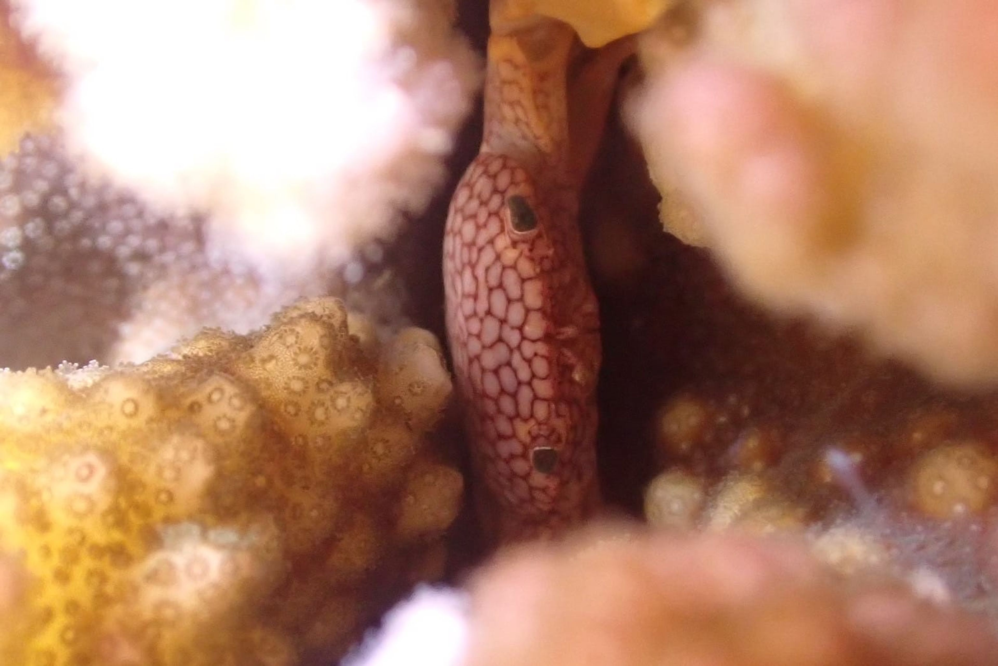 Scuba diving at 小琉球