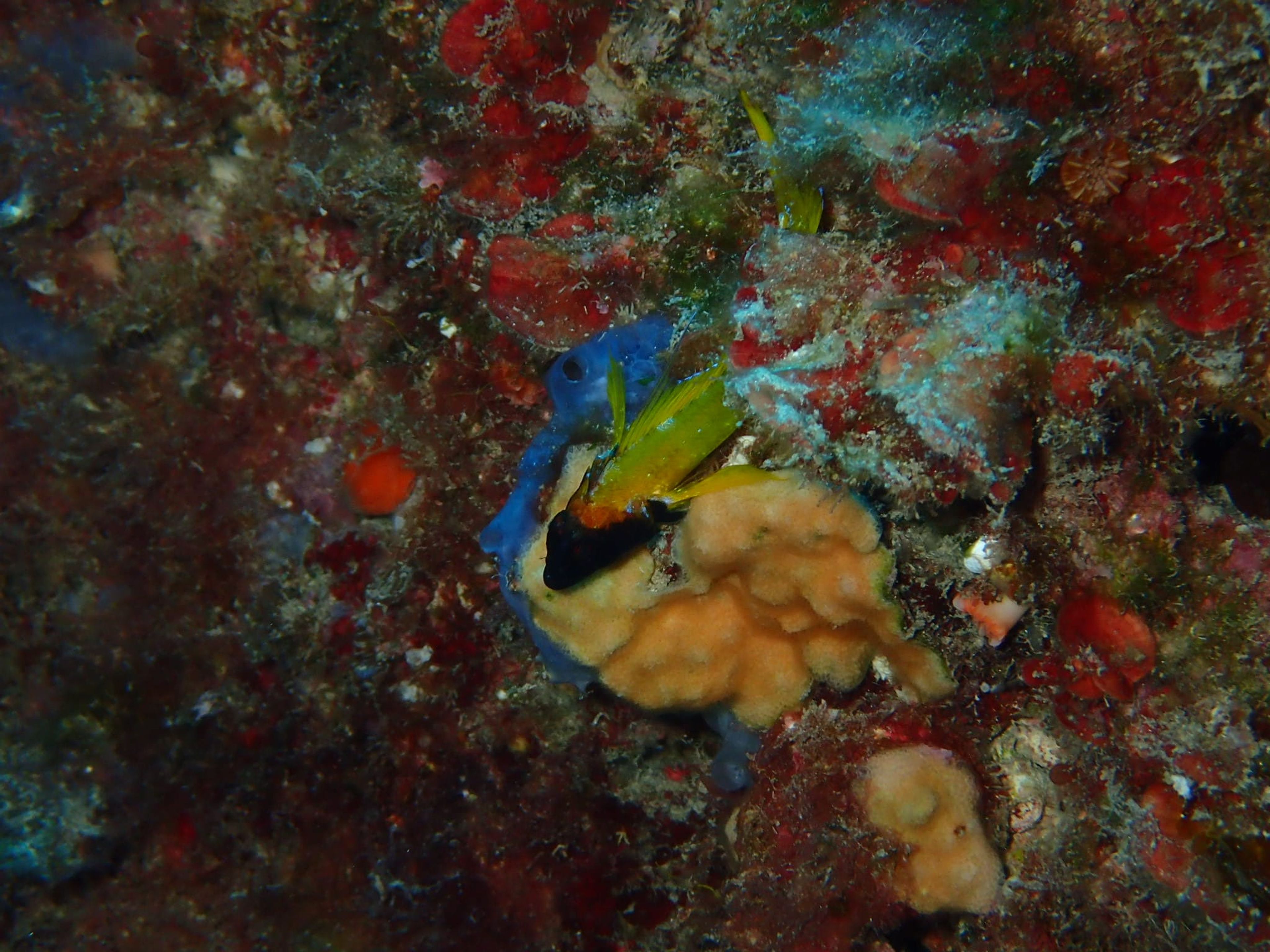 French Reef