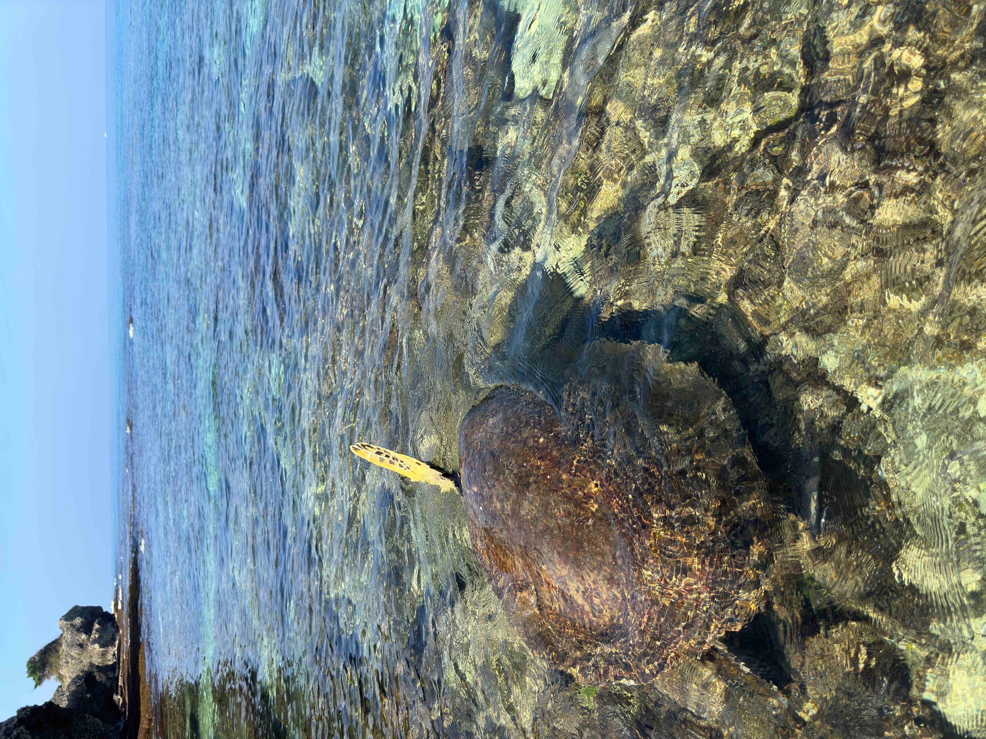 Snorkeling at 花瓶岩