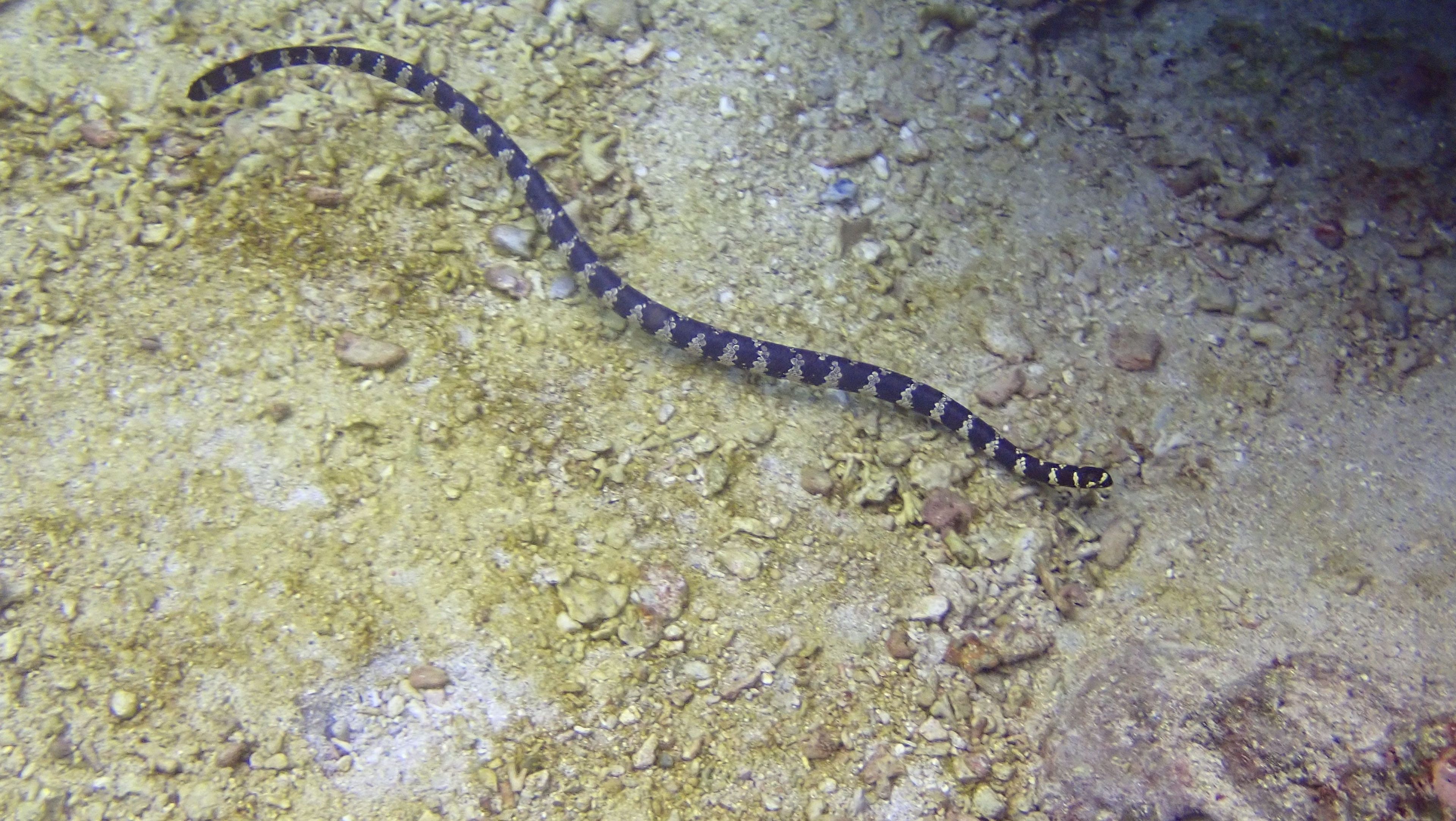 綠島鄉 單氣體潛水