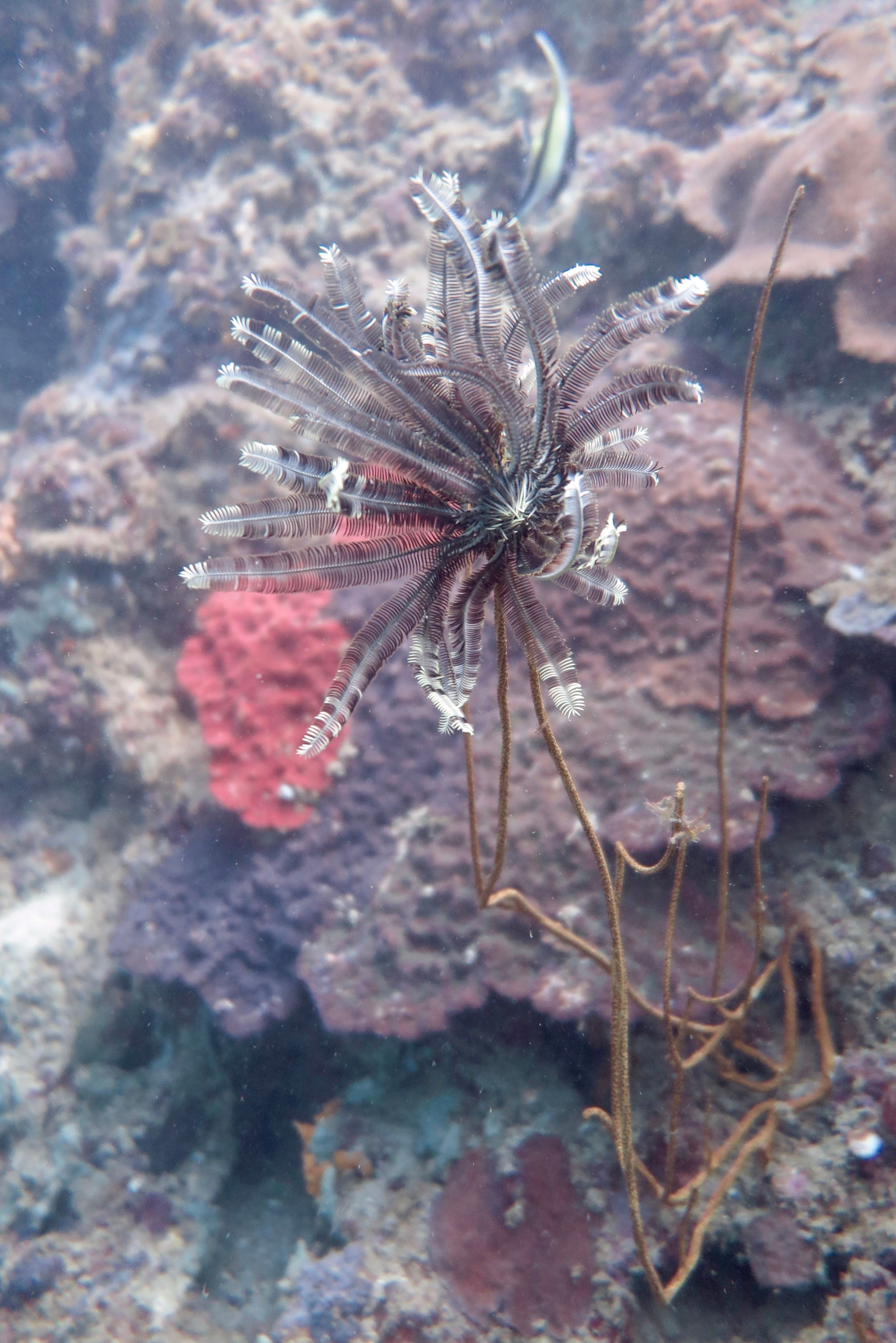 Phi phi 2 dive