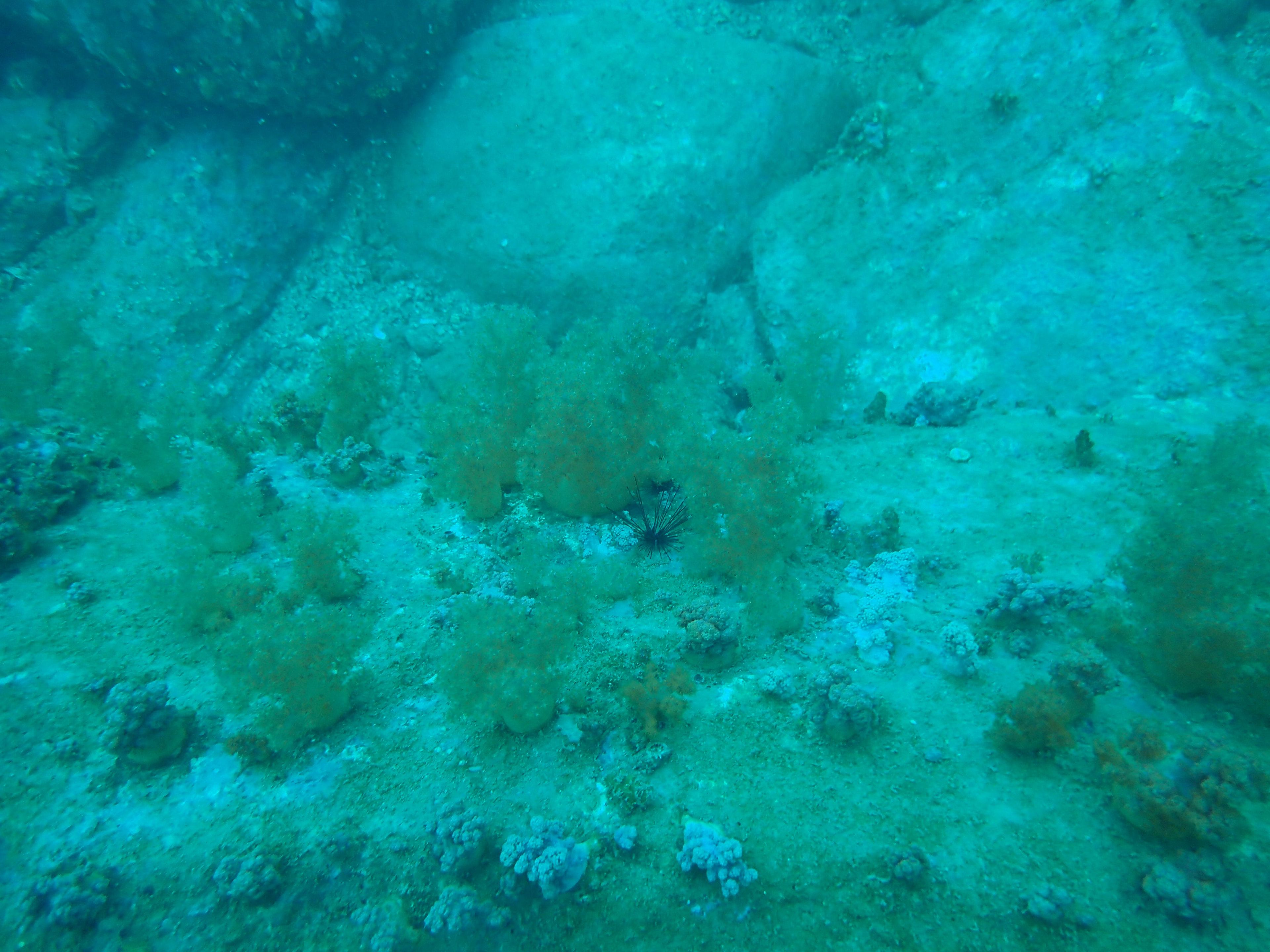 20240921 Fun Dive - Dive 2