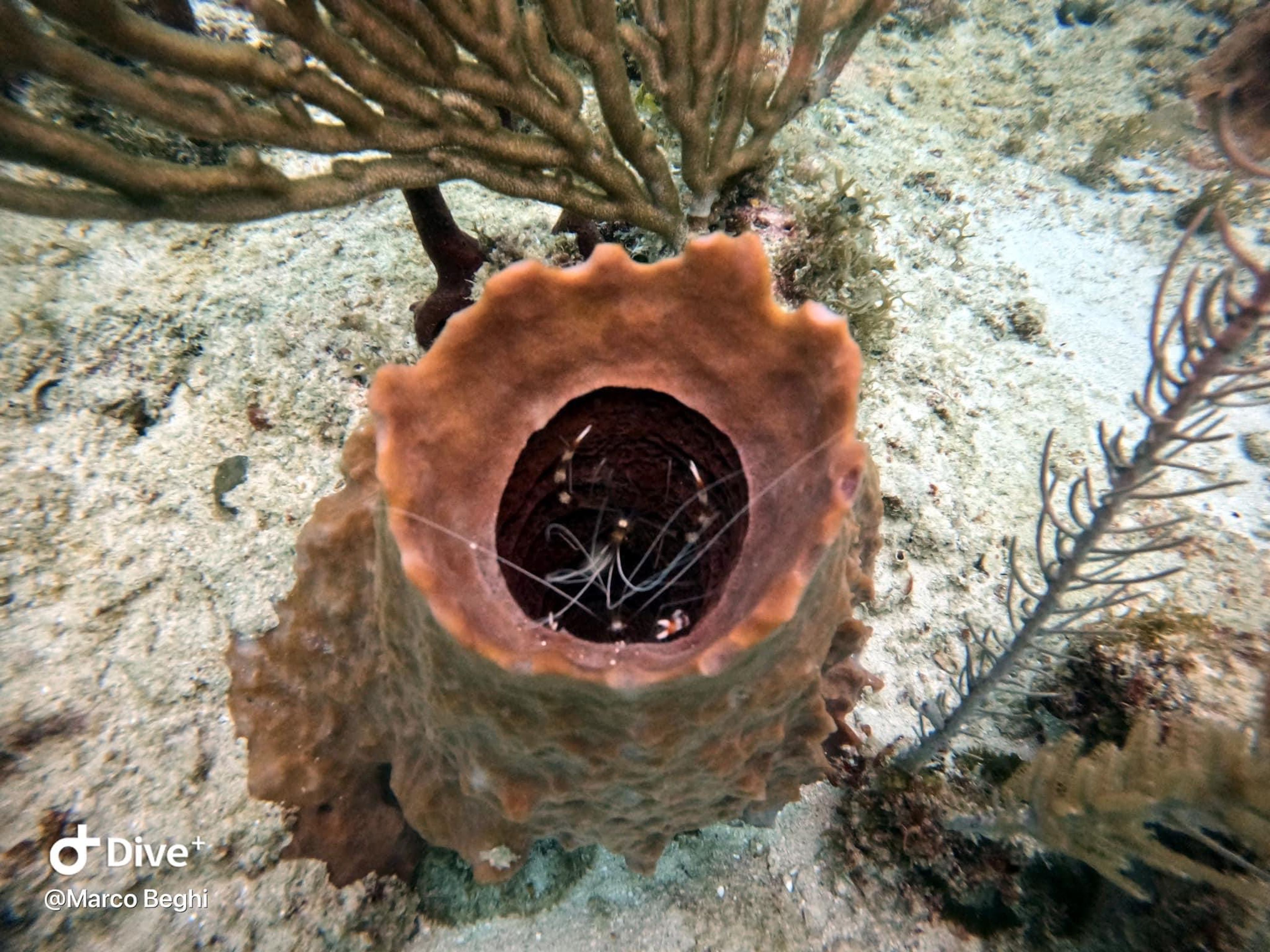 Mallita Point, Boca Chica, Rep. Dominicana