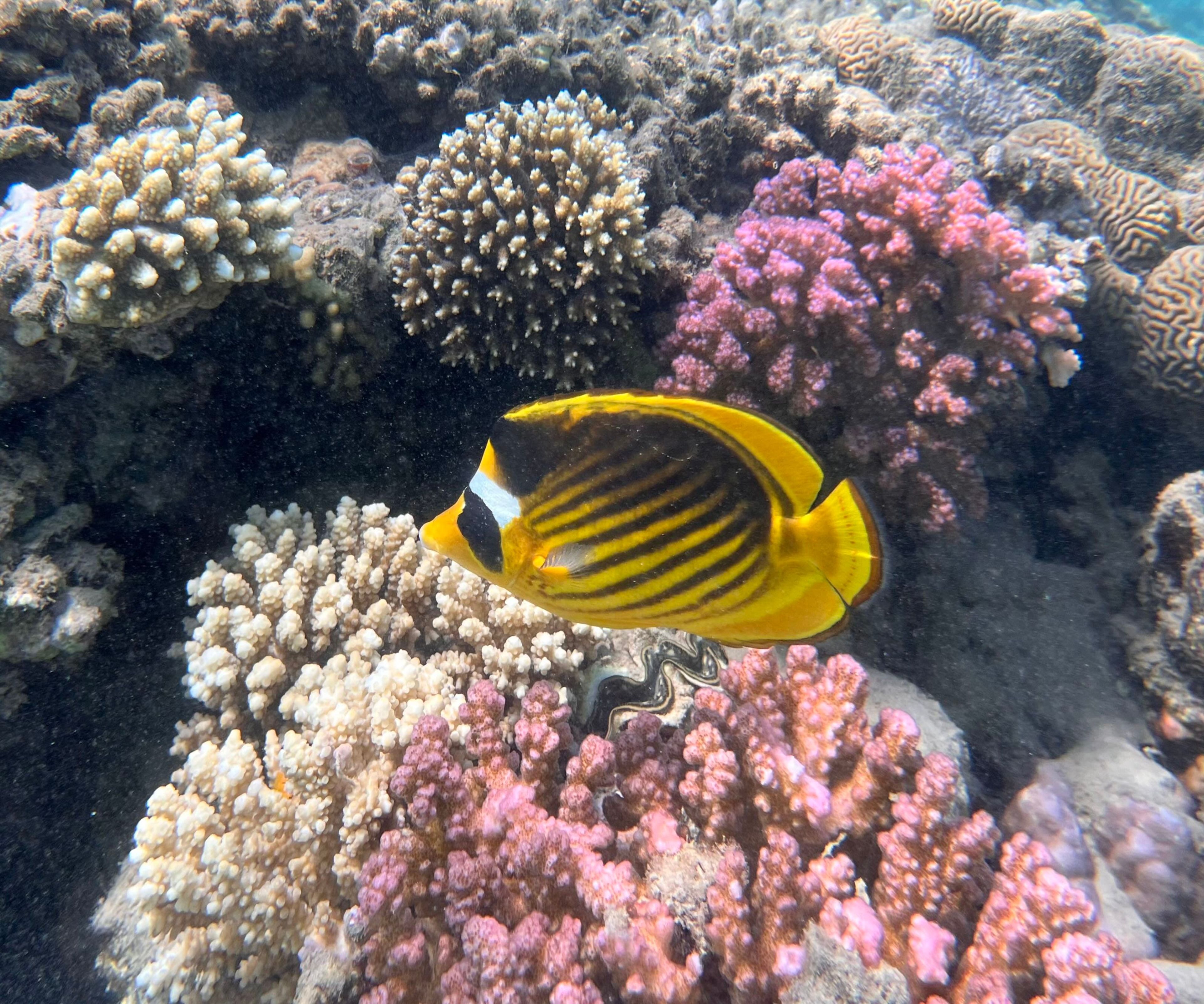 Markadi bay