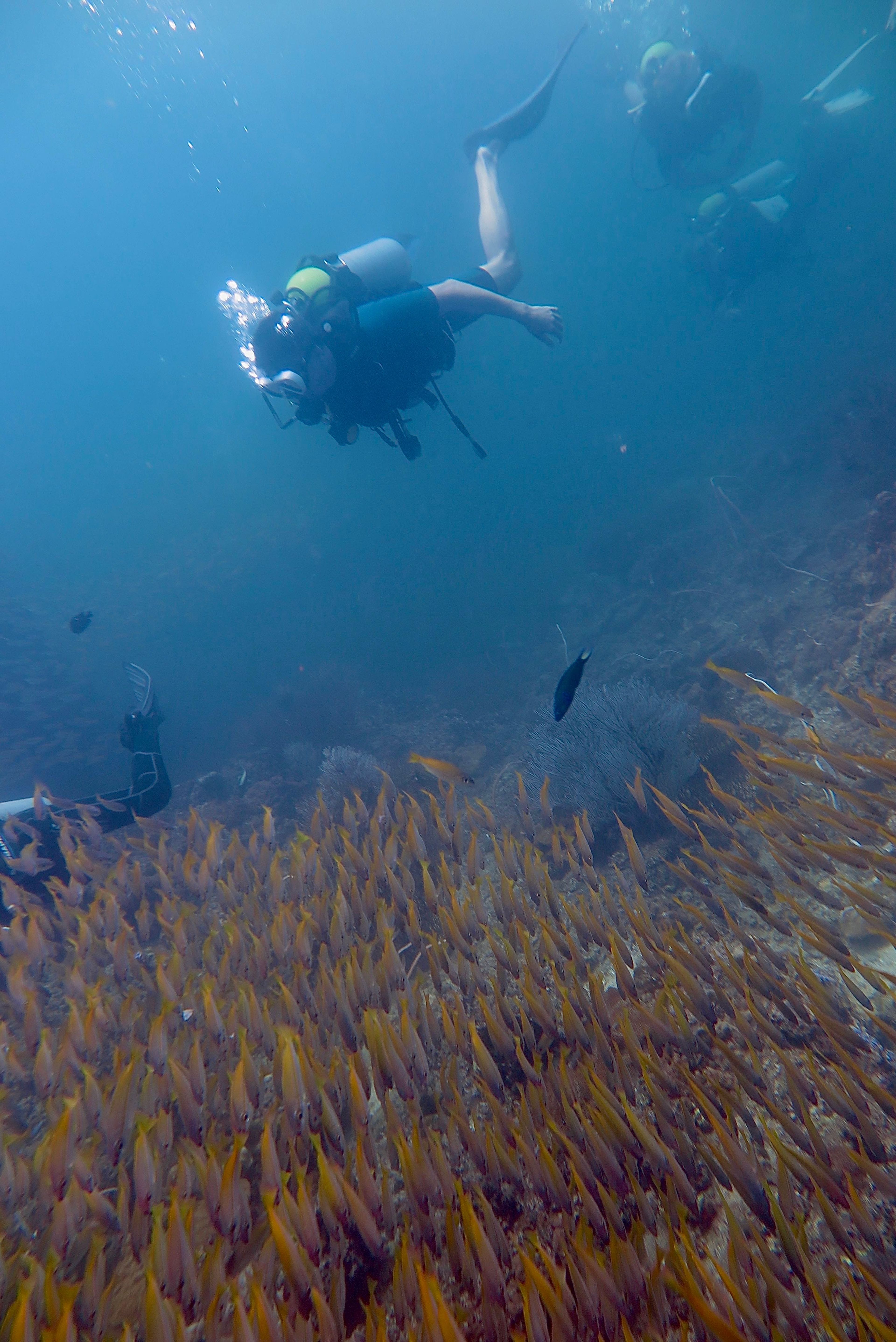 Phi phi 1 dive