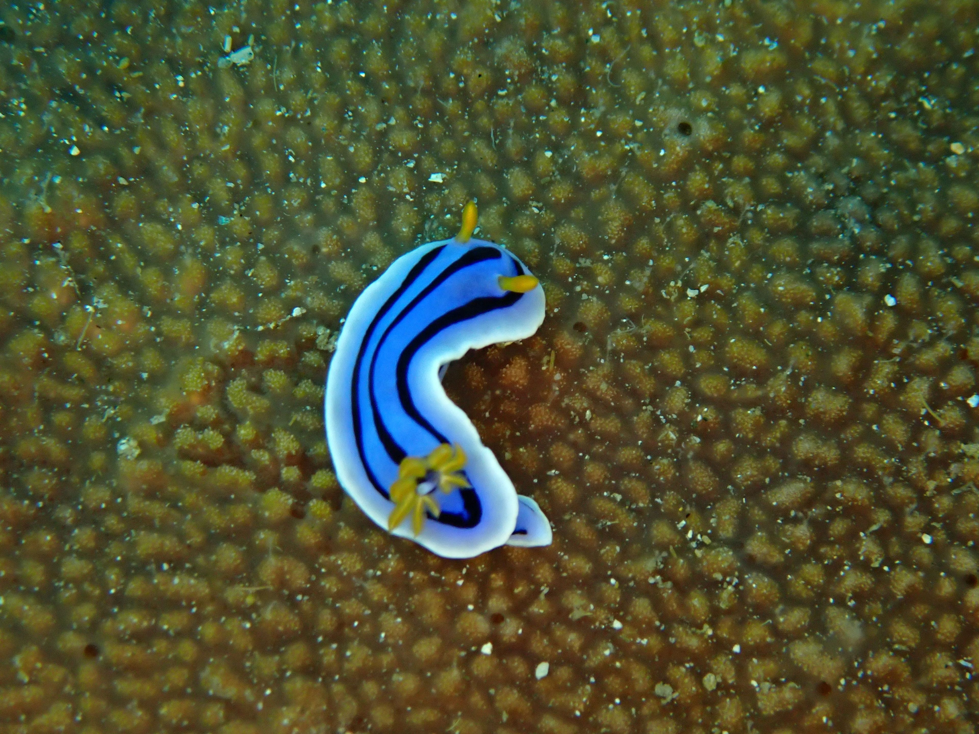 Scuba diving at Aquaventure Reef Club Shipwreck