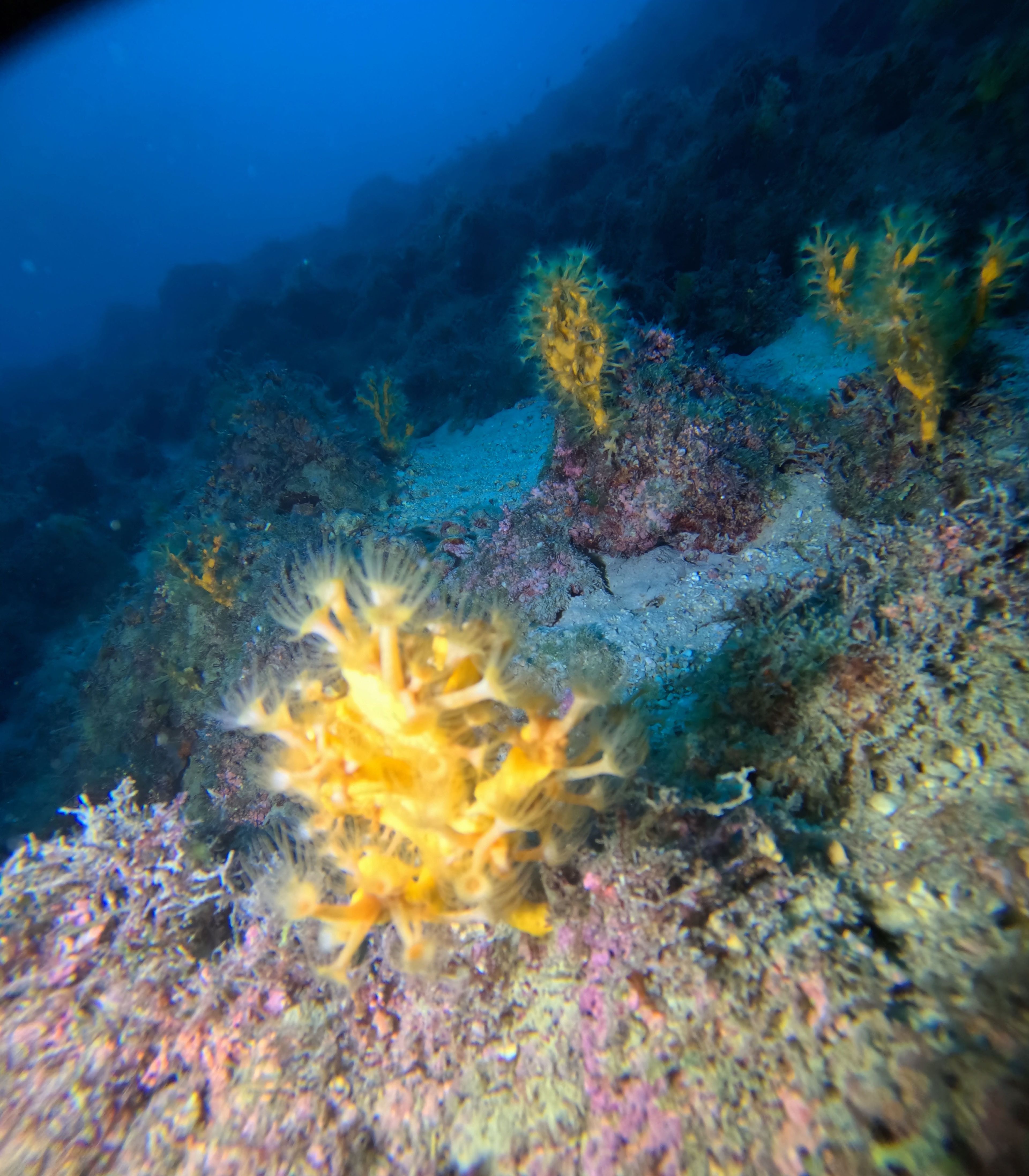 More sub Croatia's dive log