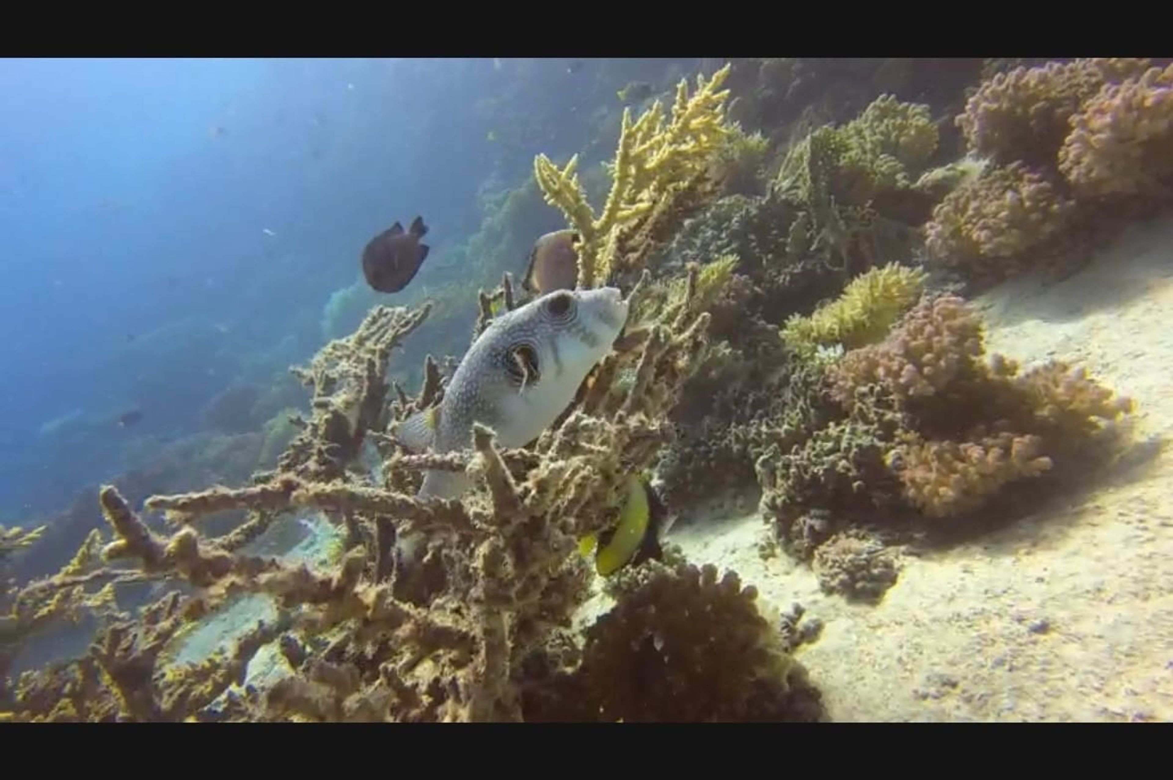 Scuba diving at Shaab El Erg