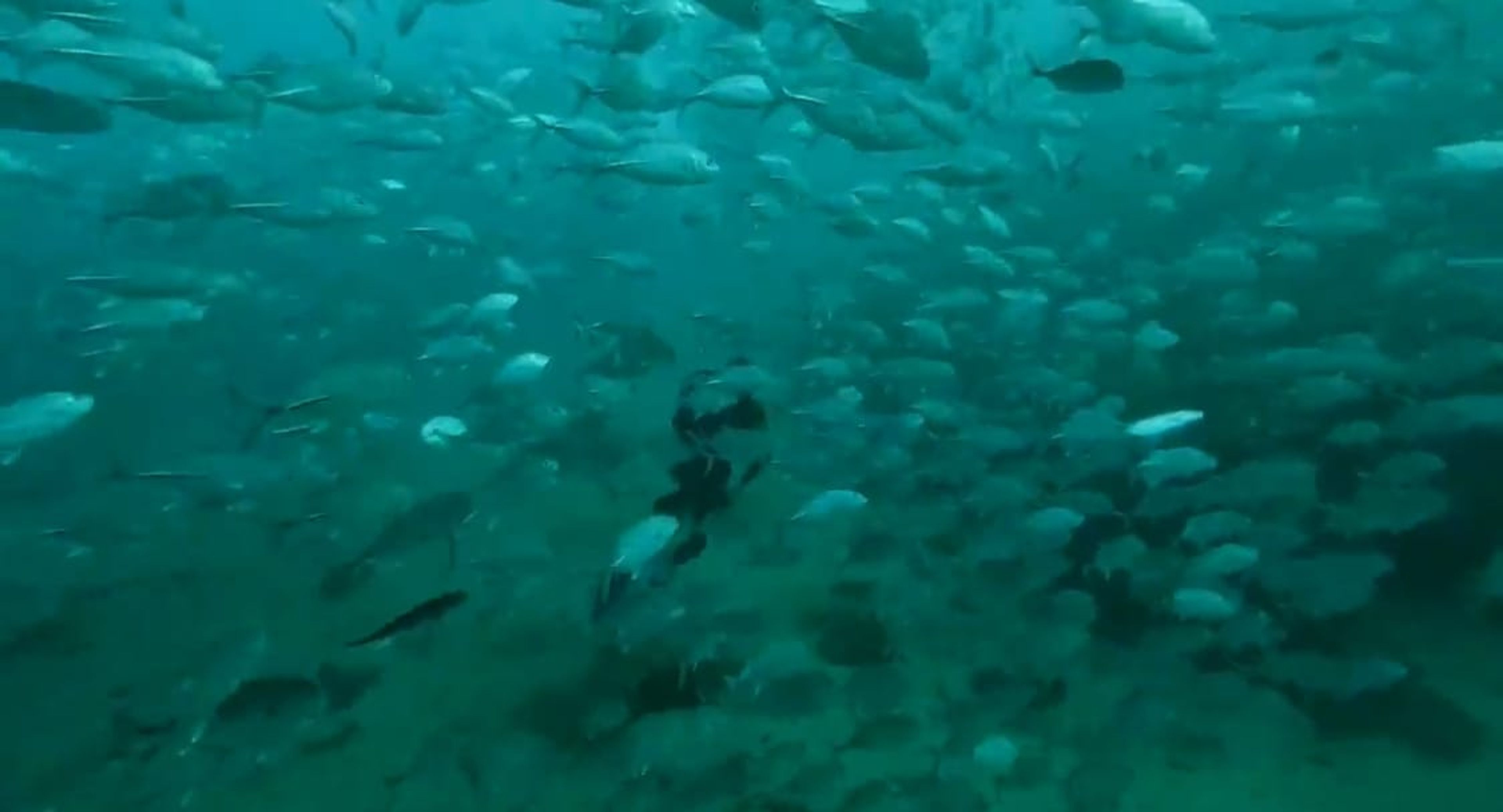 kyungdong kim's dive log