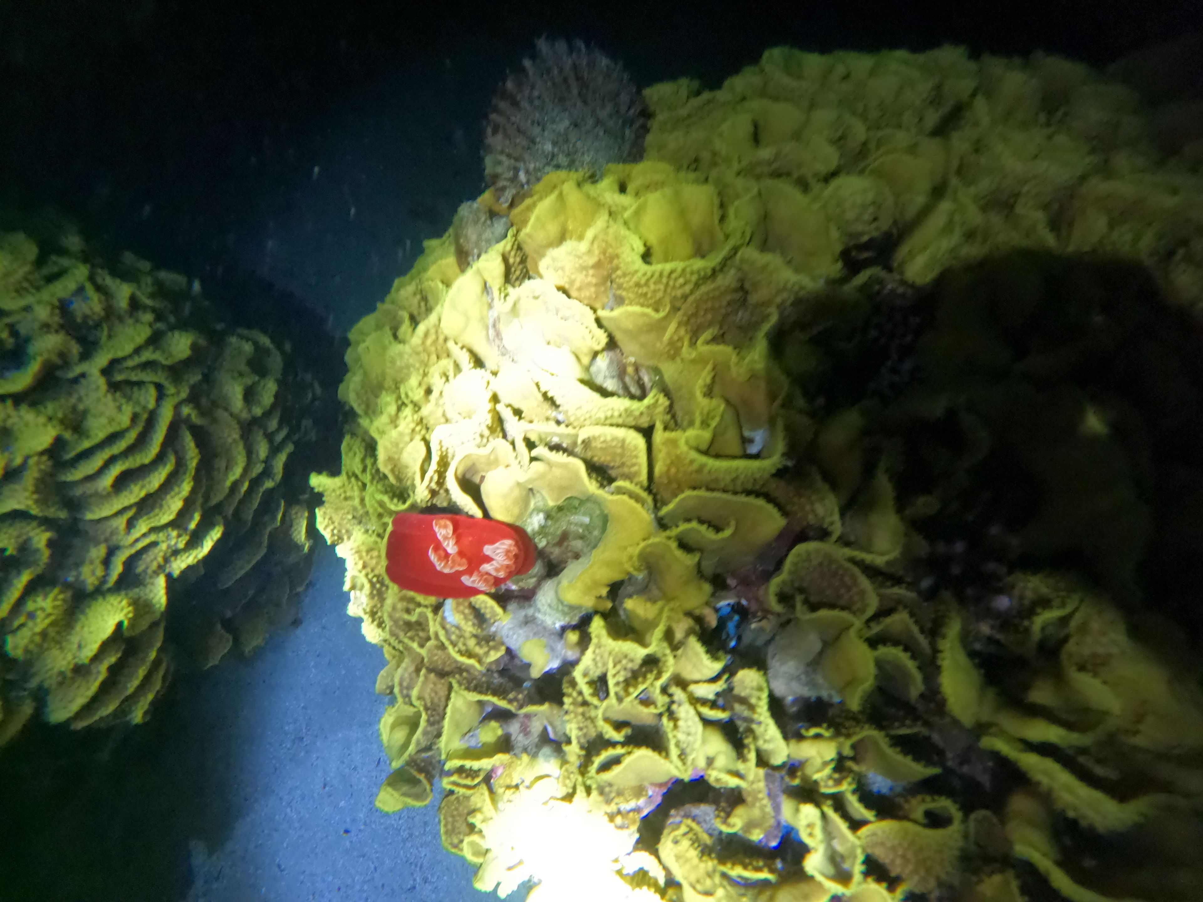 Oceanic+