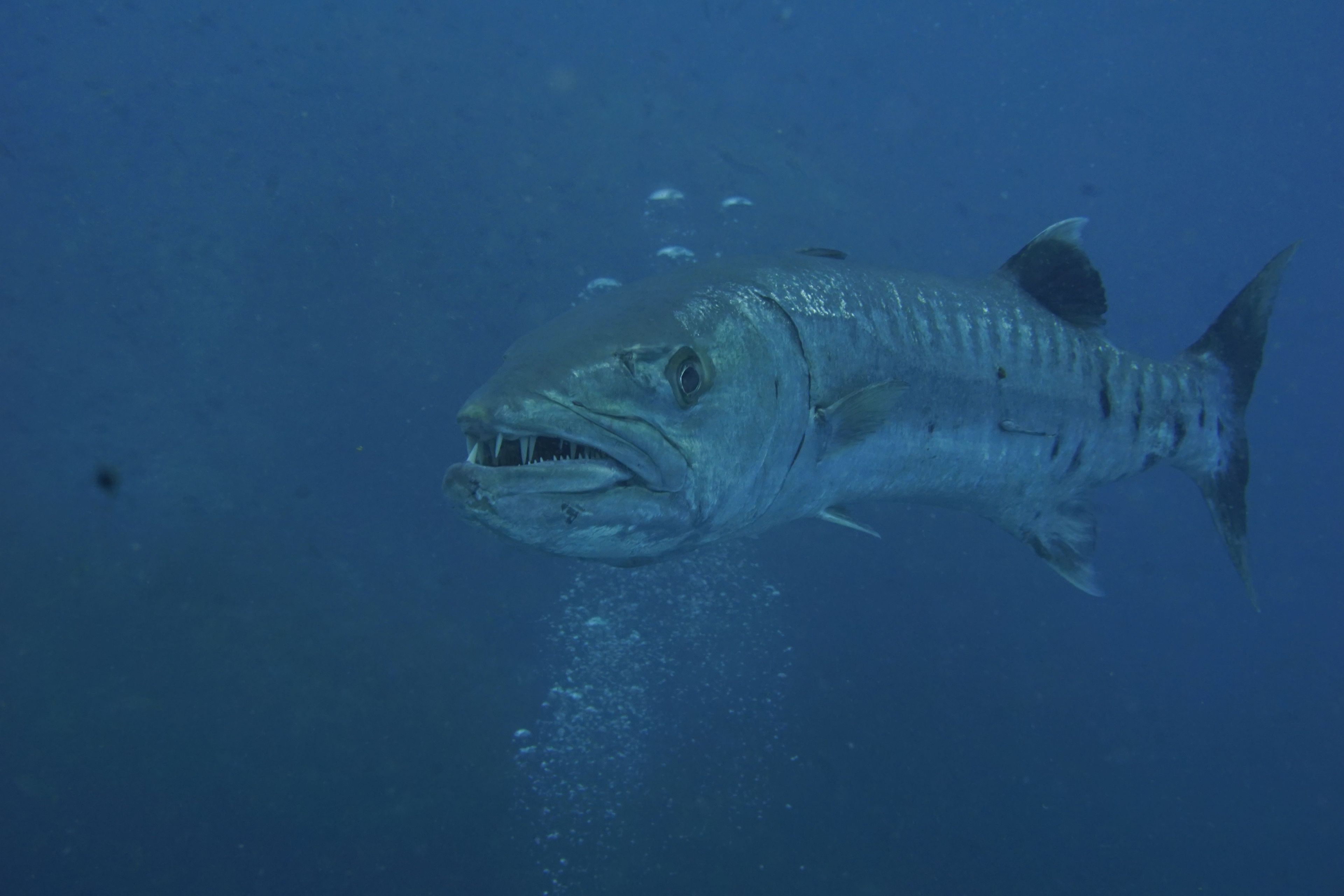 Scuba diving at Che Isa
