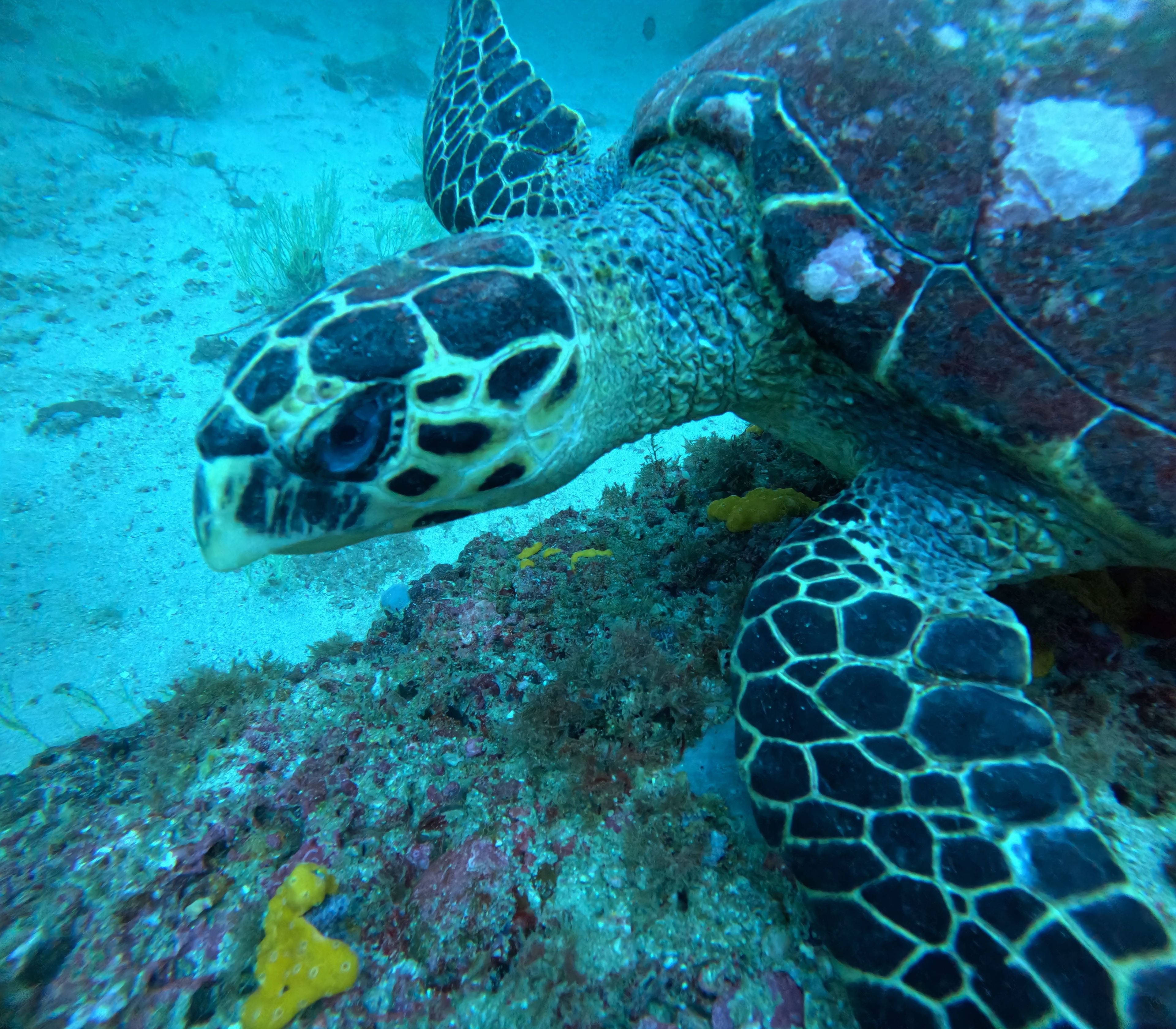 Ahmed Moustafa's dive log