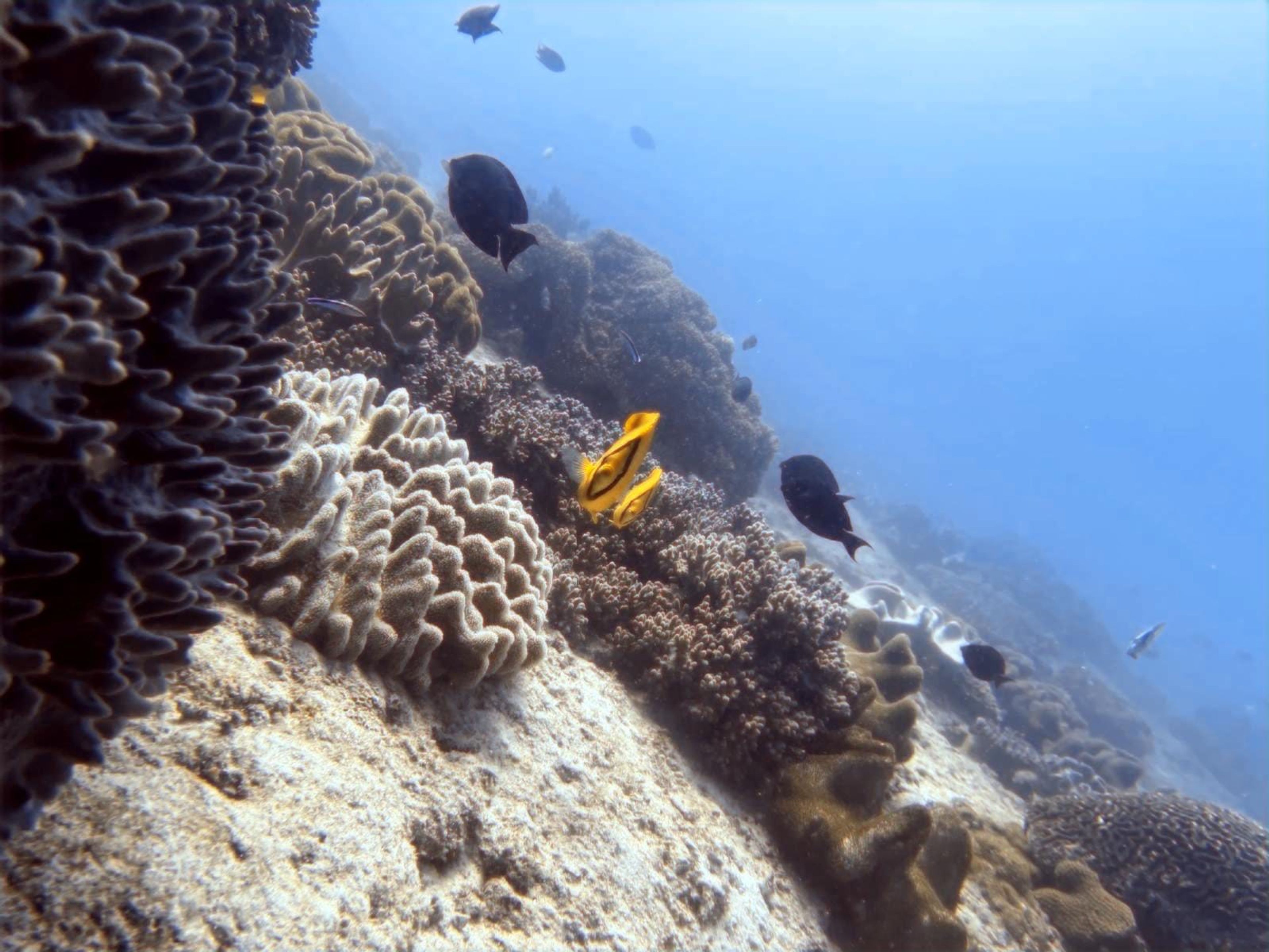Freediving at Lombok