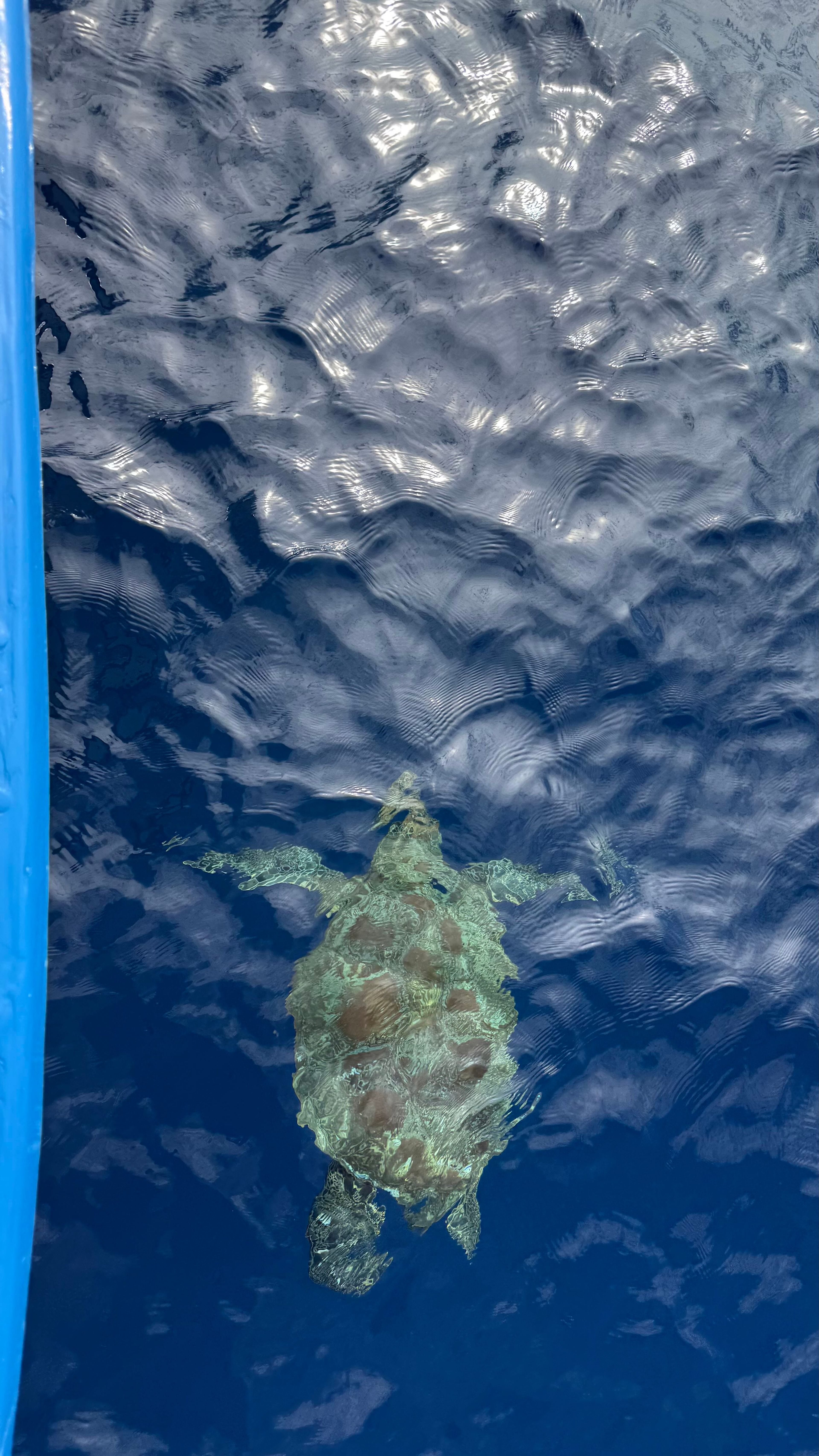 Pascale Tanguy Greissinger's dive log