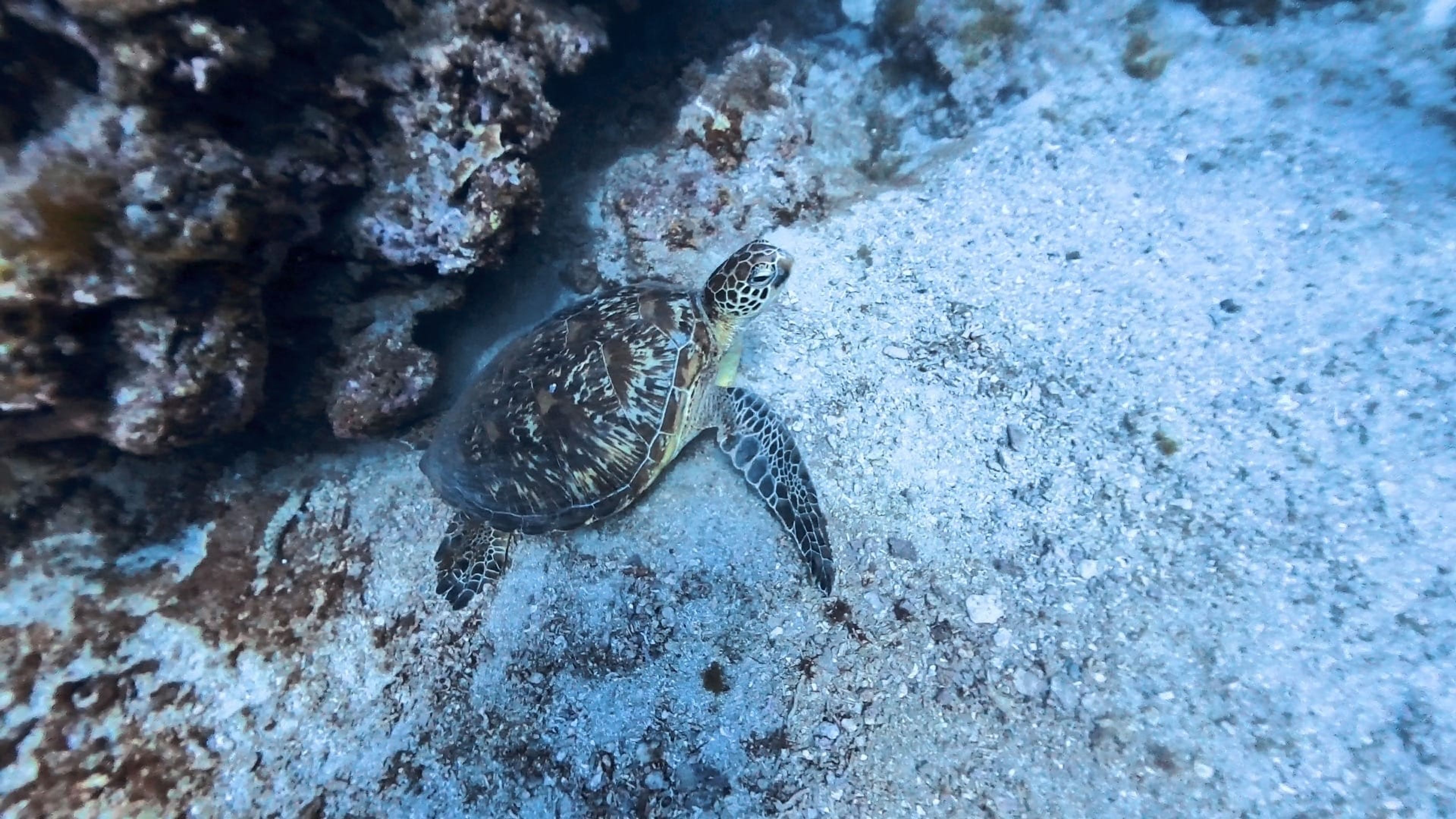 琉球鄉 單氣體潛水