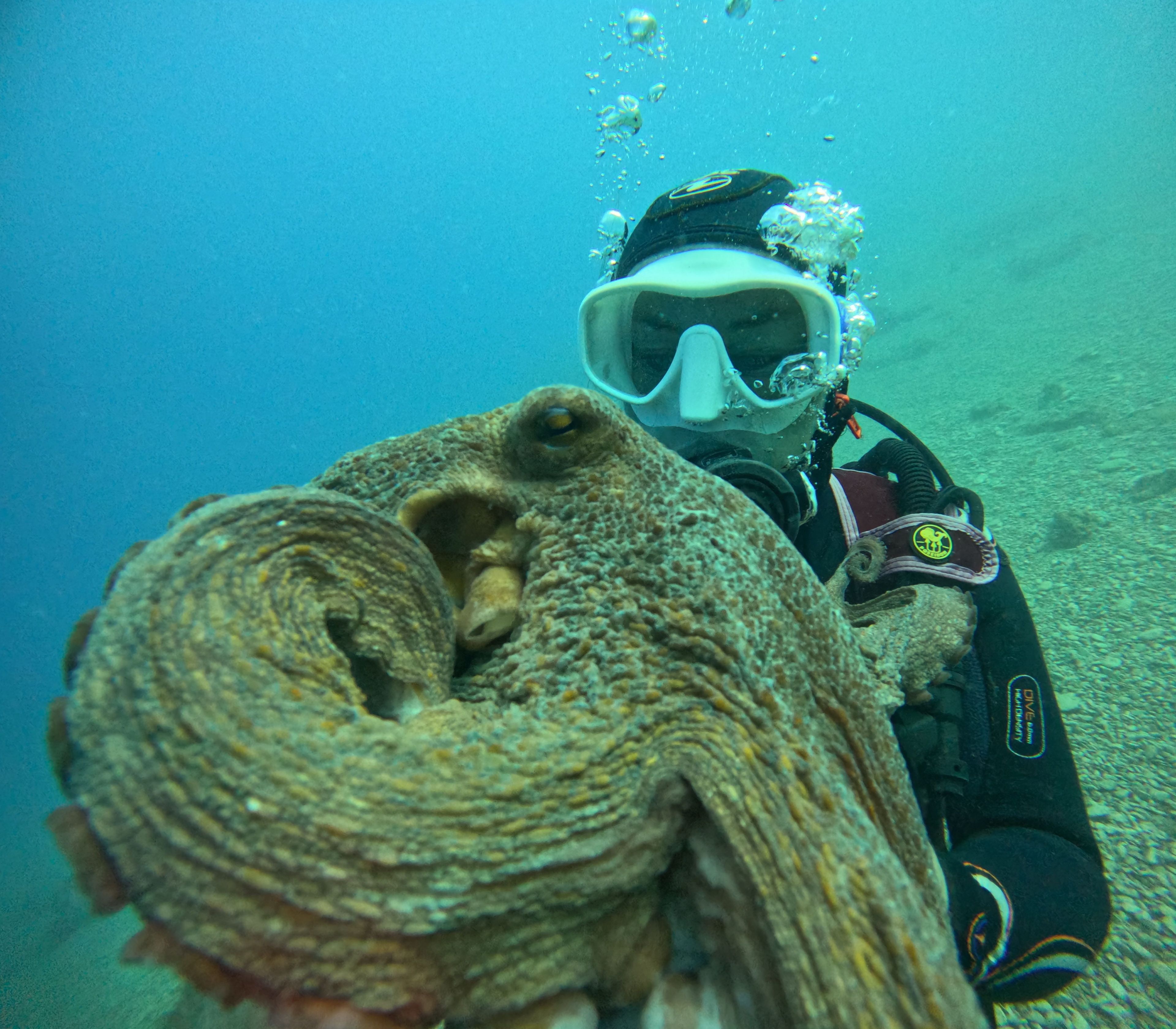 More sub Croatia's dive log