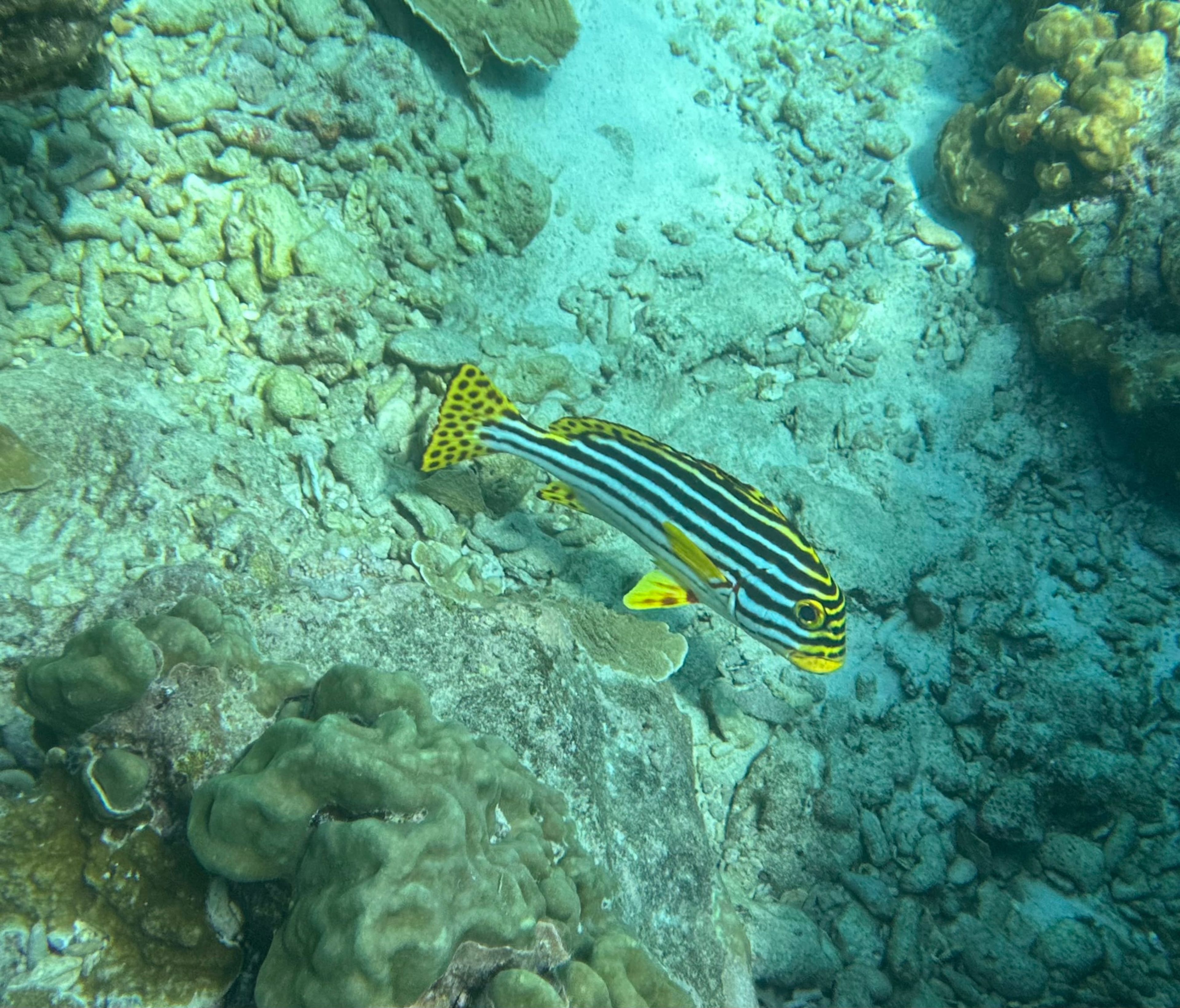 Mathieu Ollet's dive log