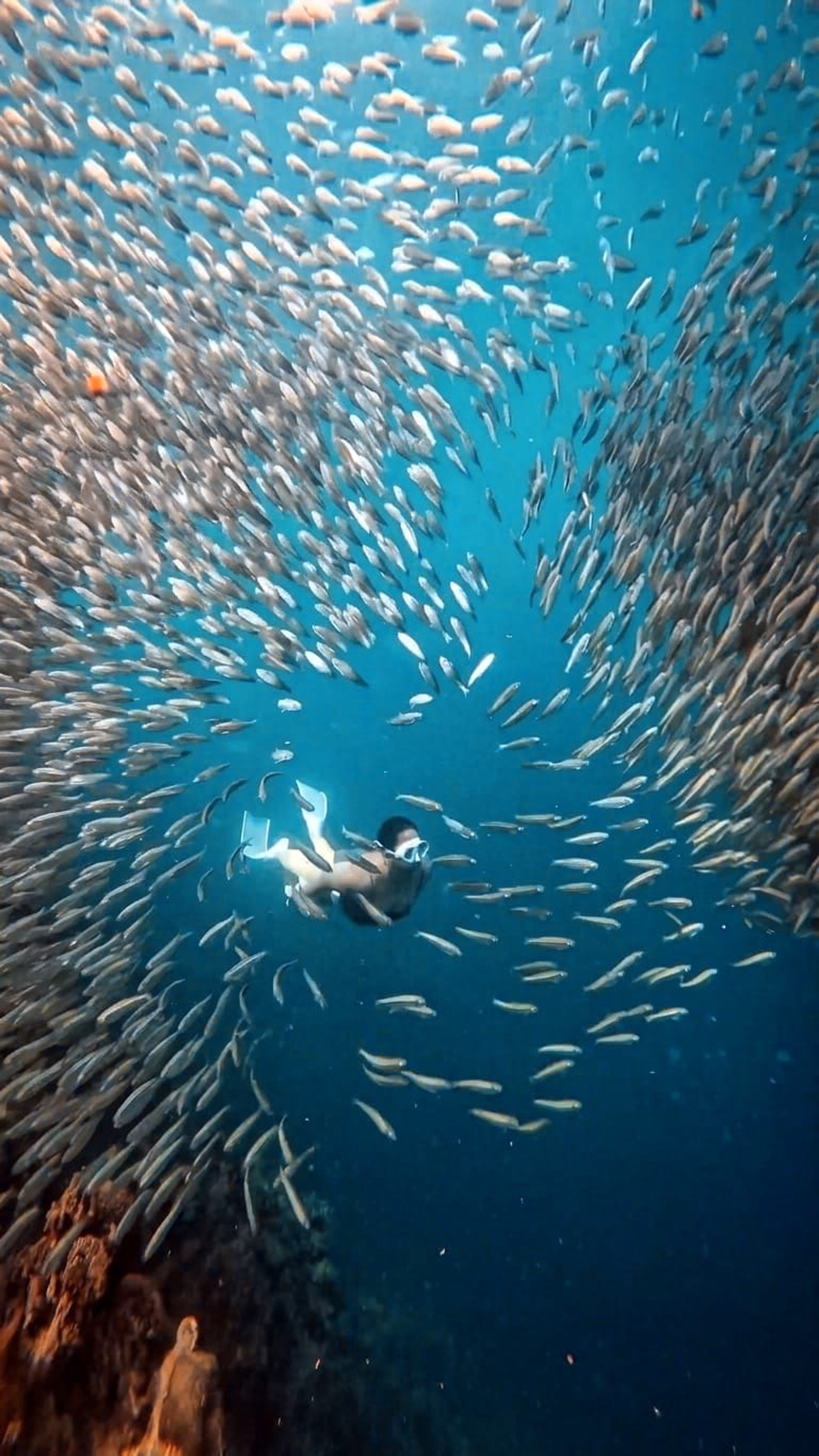 Post at Sardine Run, Moalboal