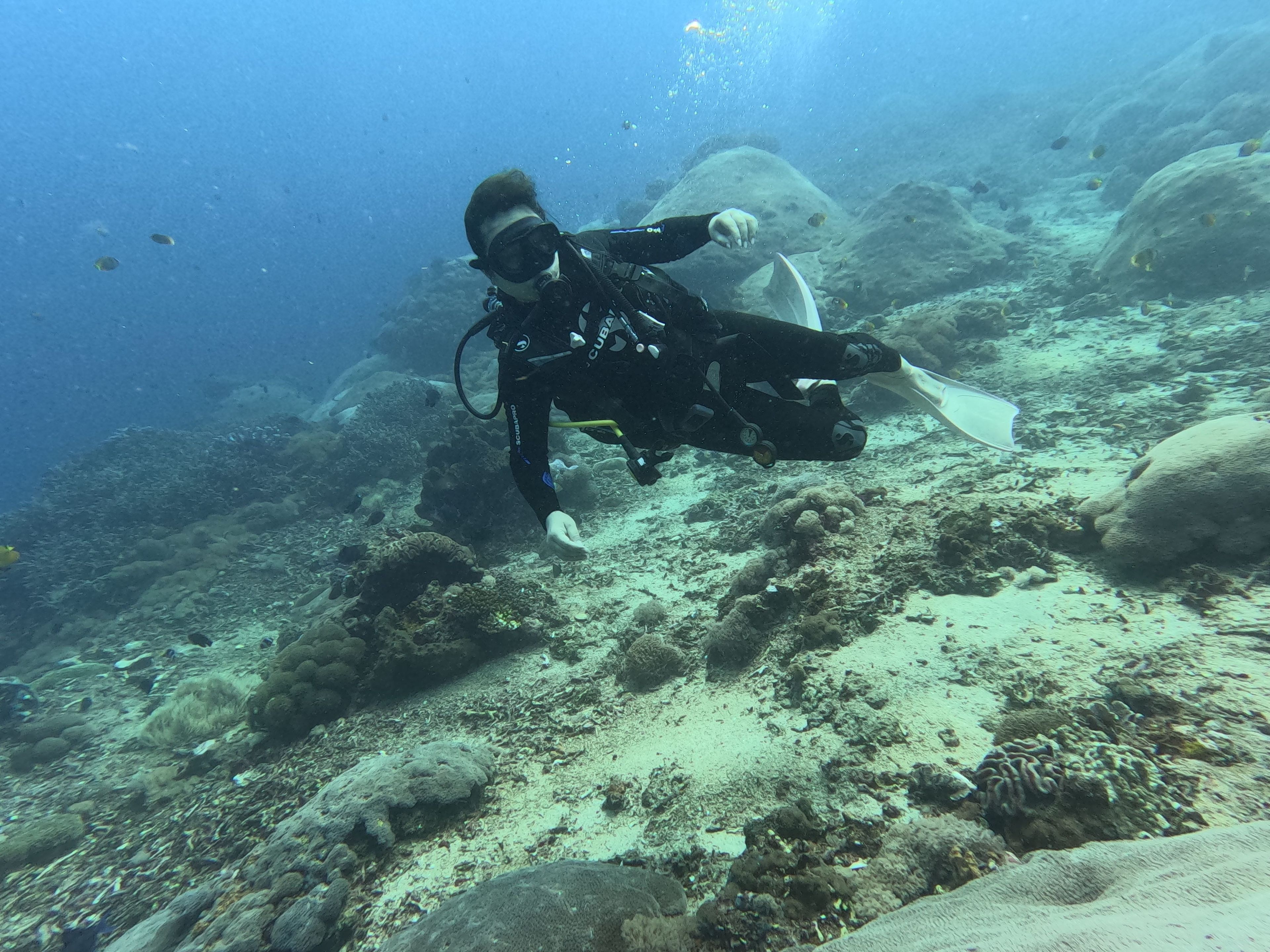 Sandy Wong's dive log
