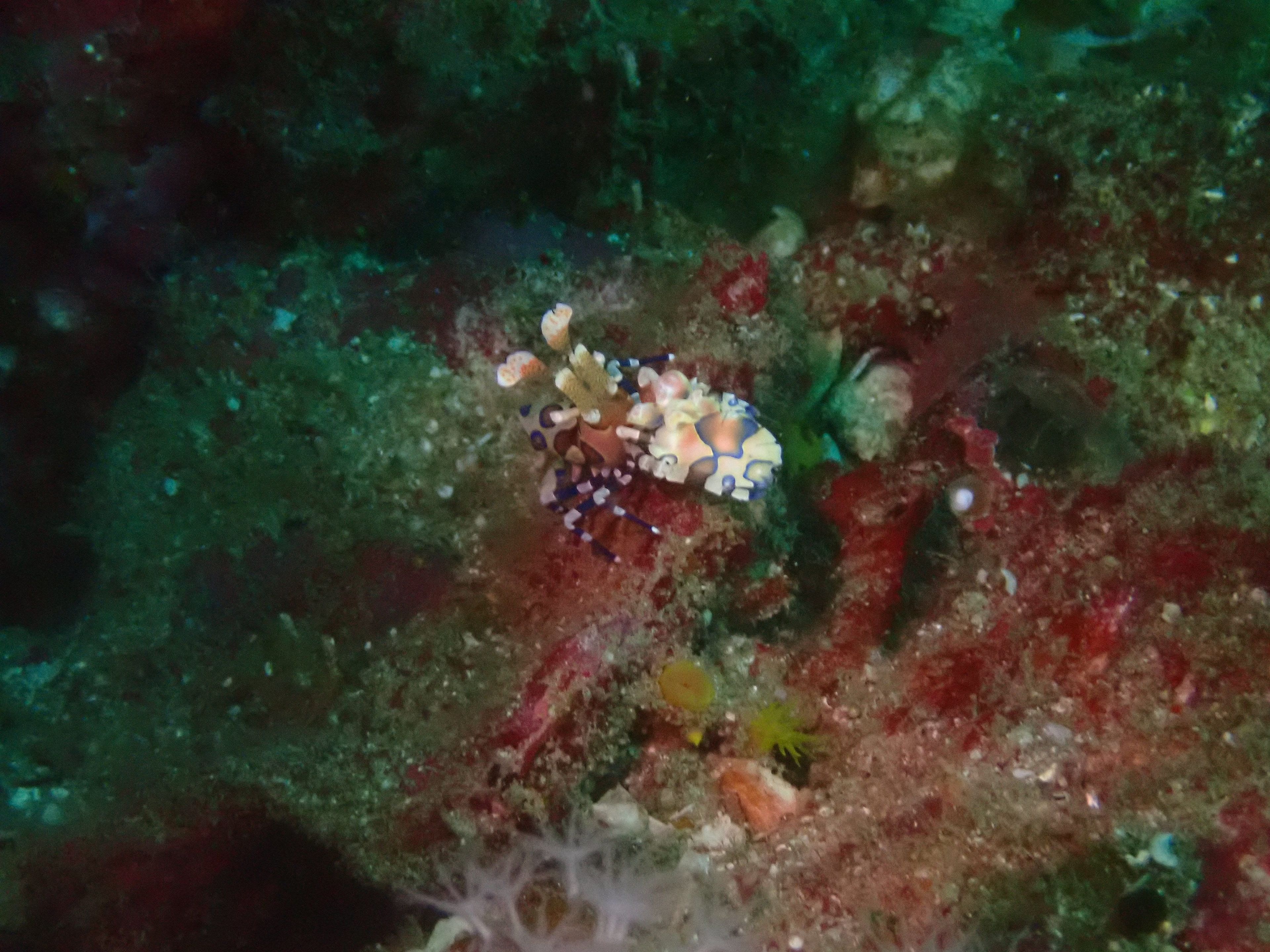 The Phinisi Day 3: Dive 3