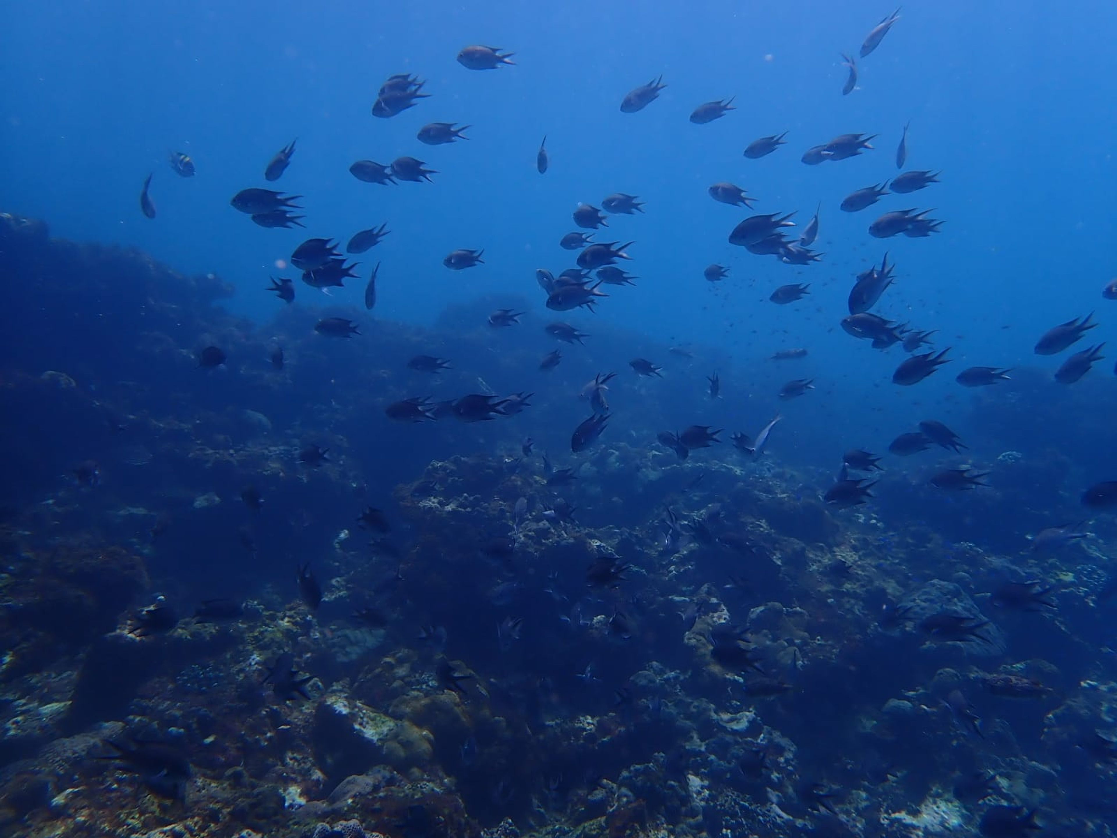 Diver#ovvY0E's dive log
