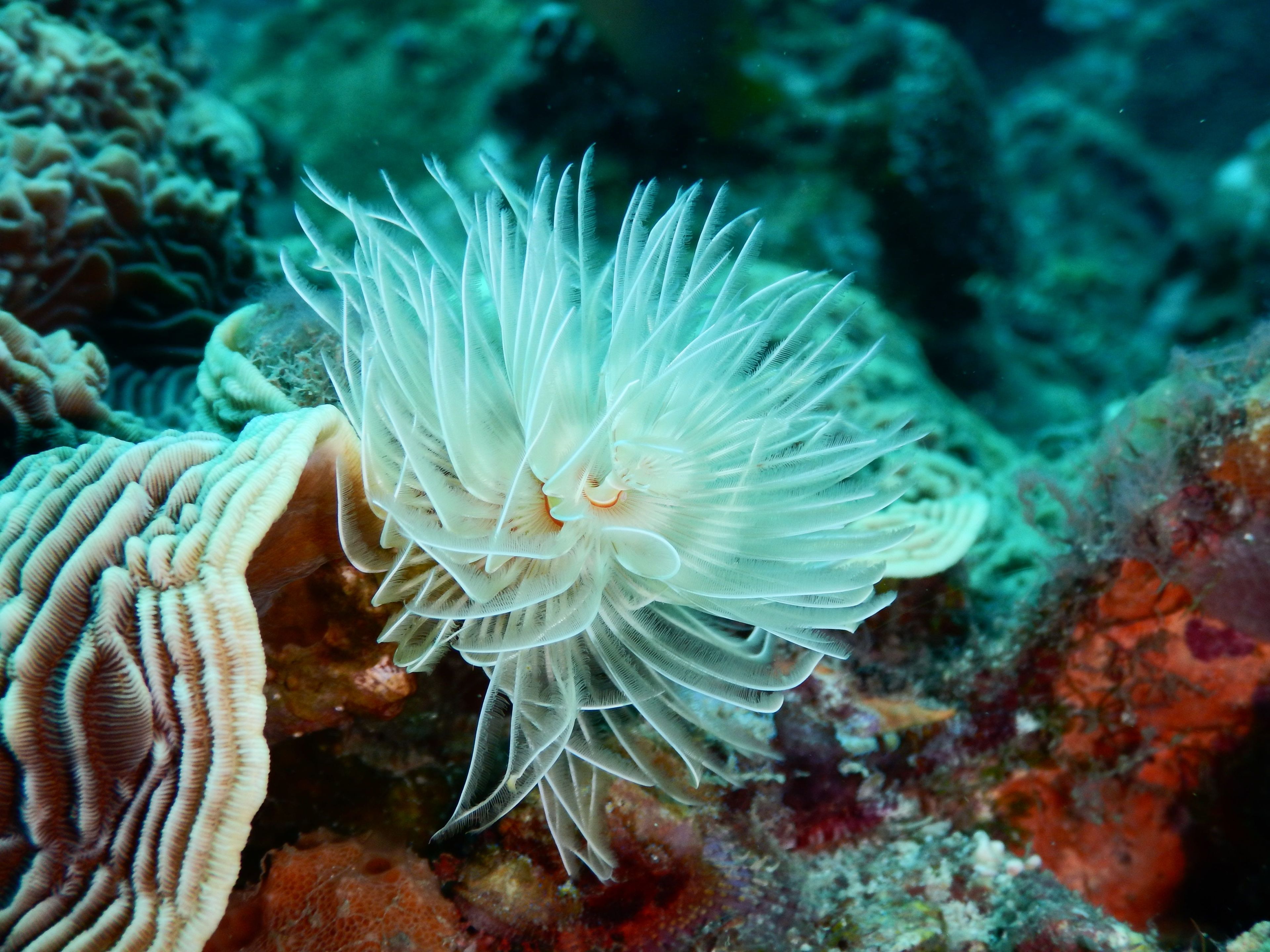 Scuba diving at 大福