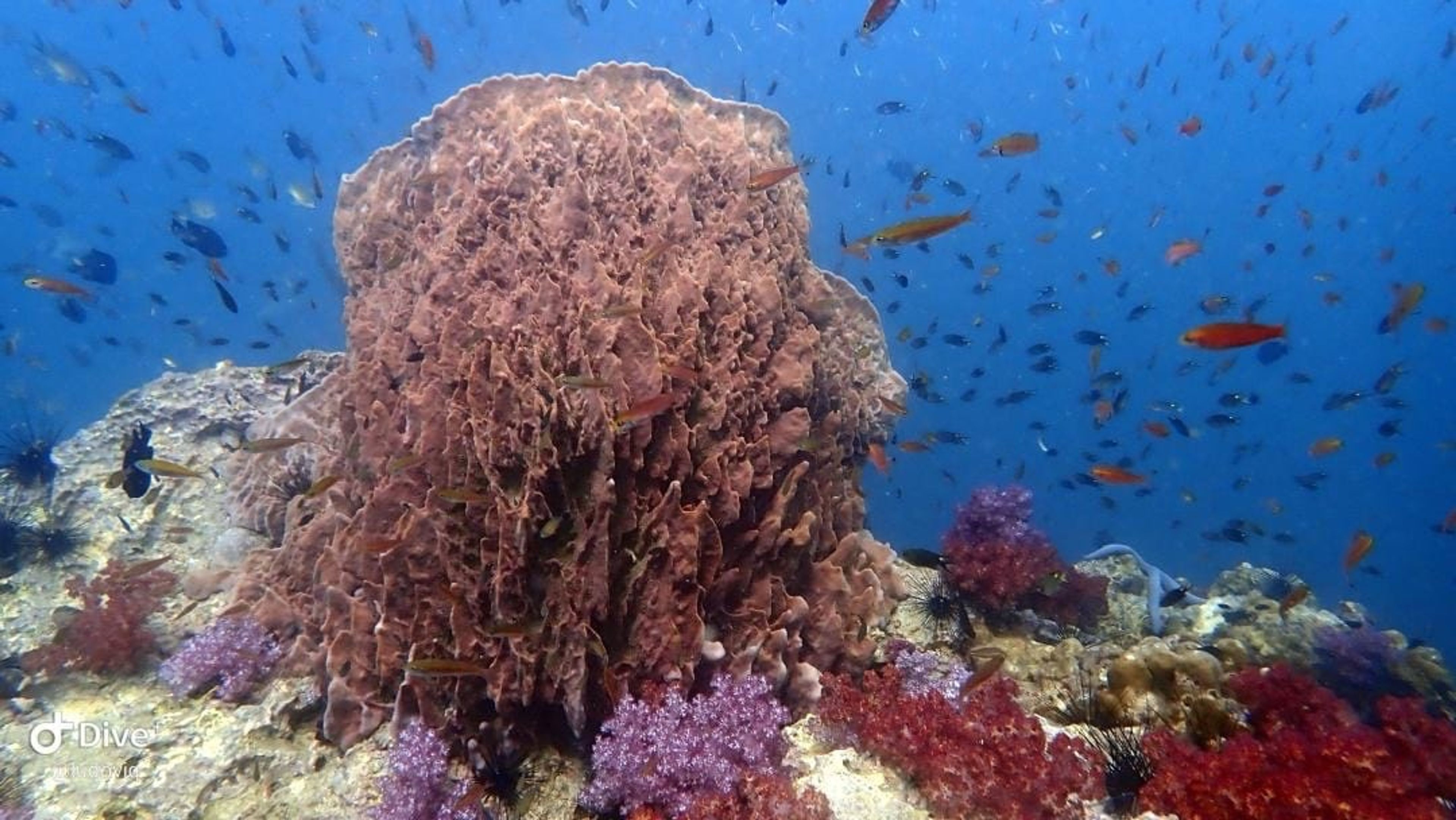 Scuba diving at Bida Nok
