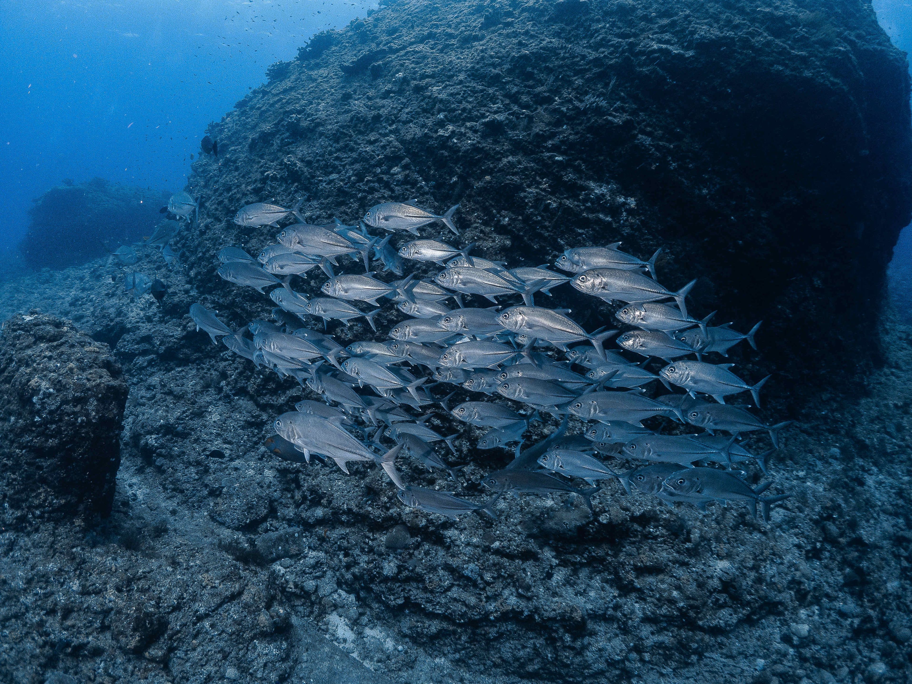 Oceanic+