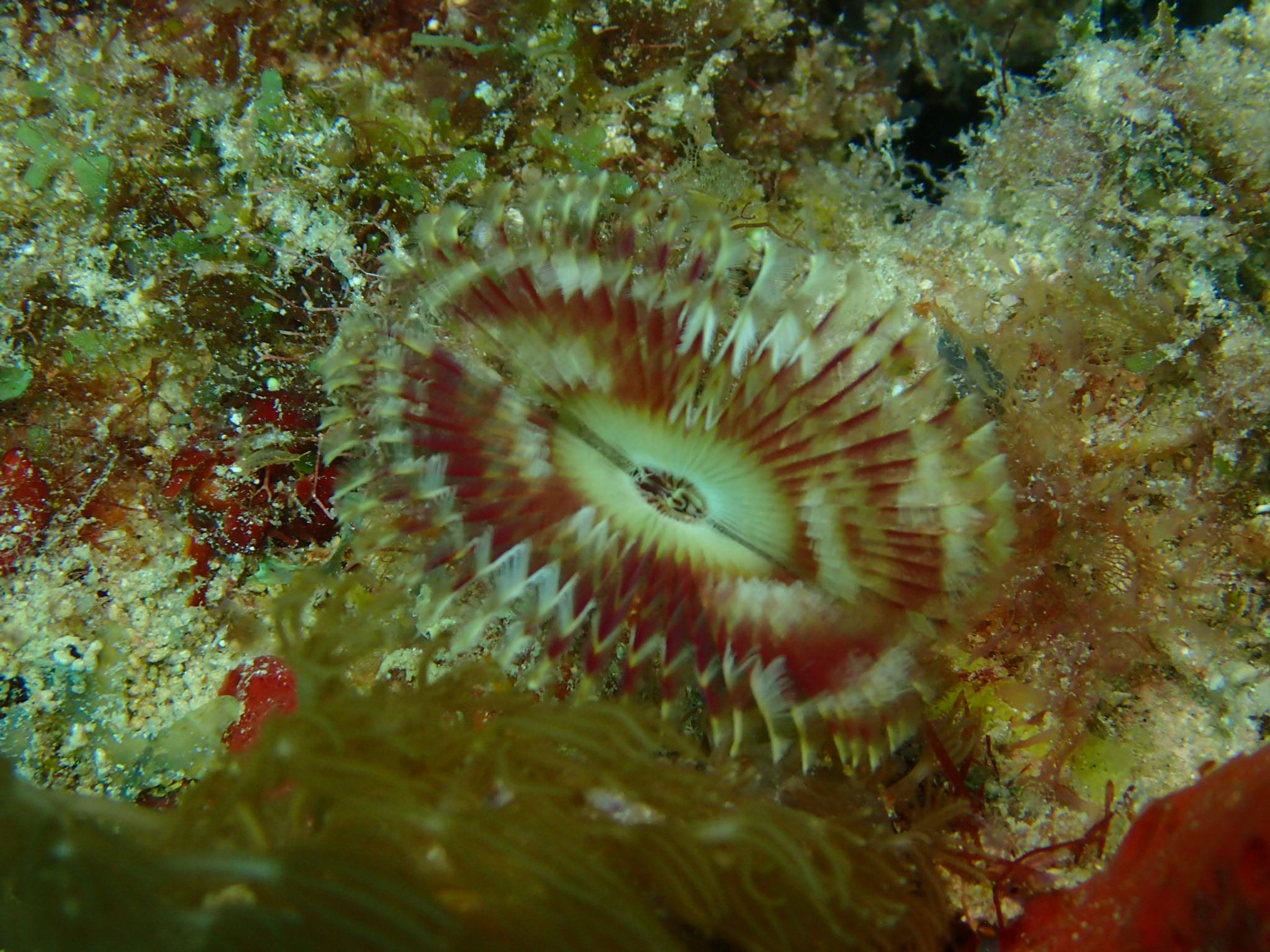 DiveCloud i300C