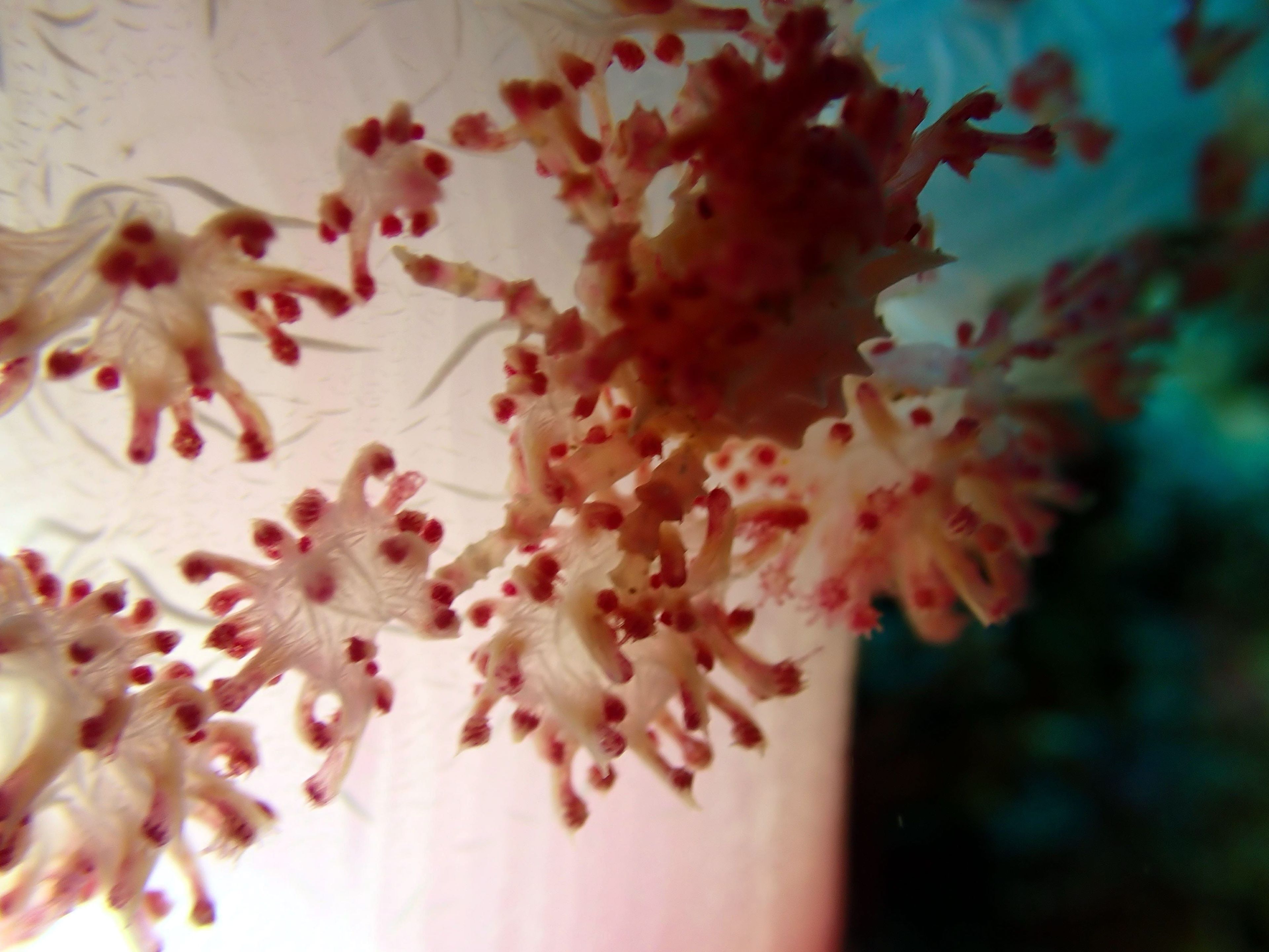 Oceanic+