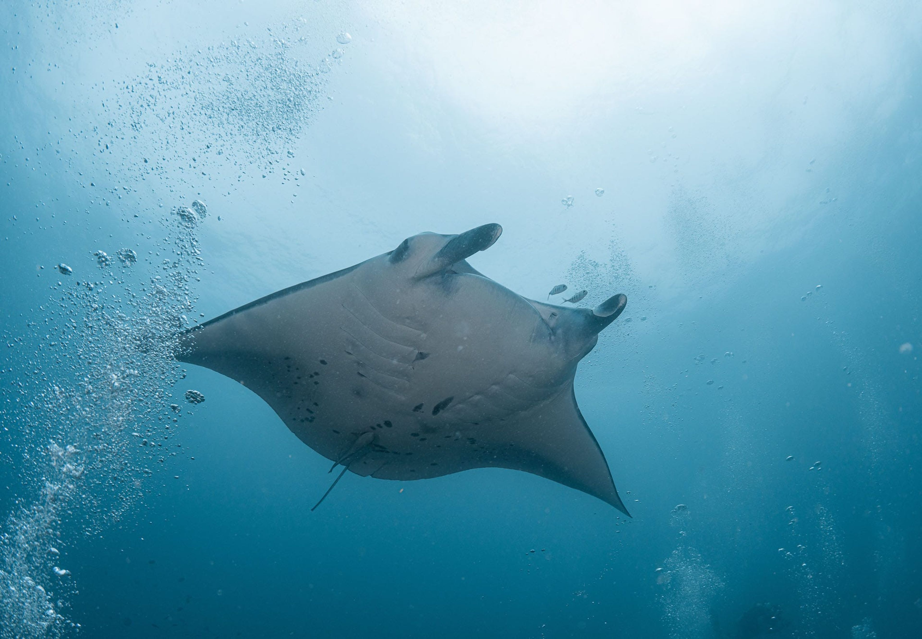 Maavaru Manta Point