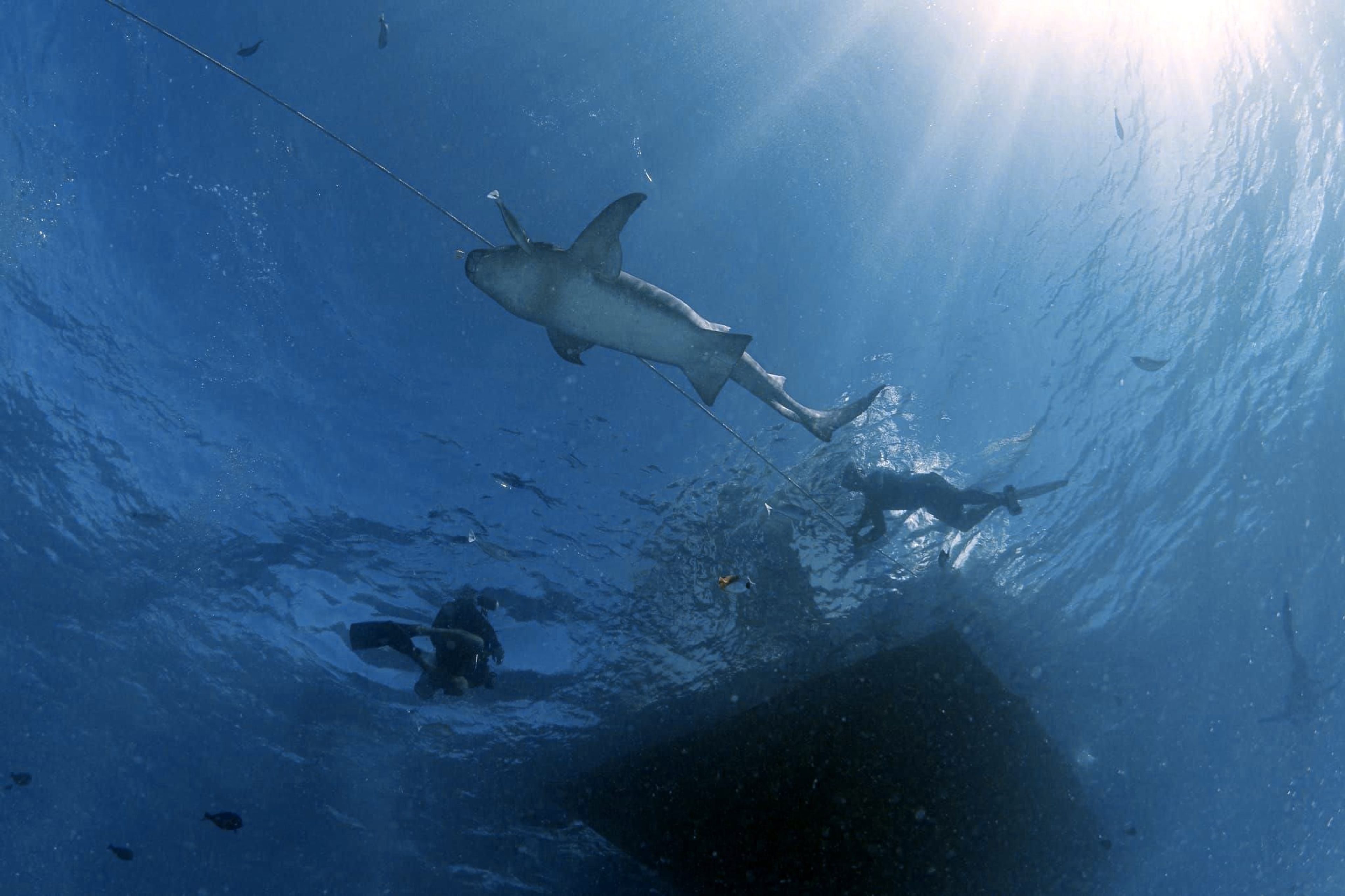 Embudu Nurse Shark
