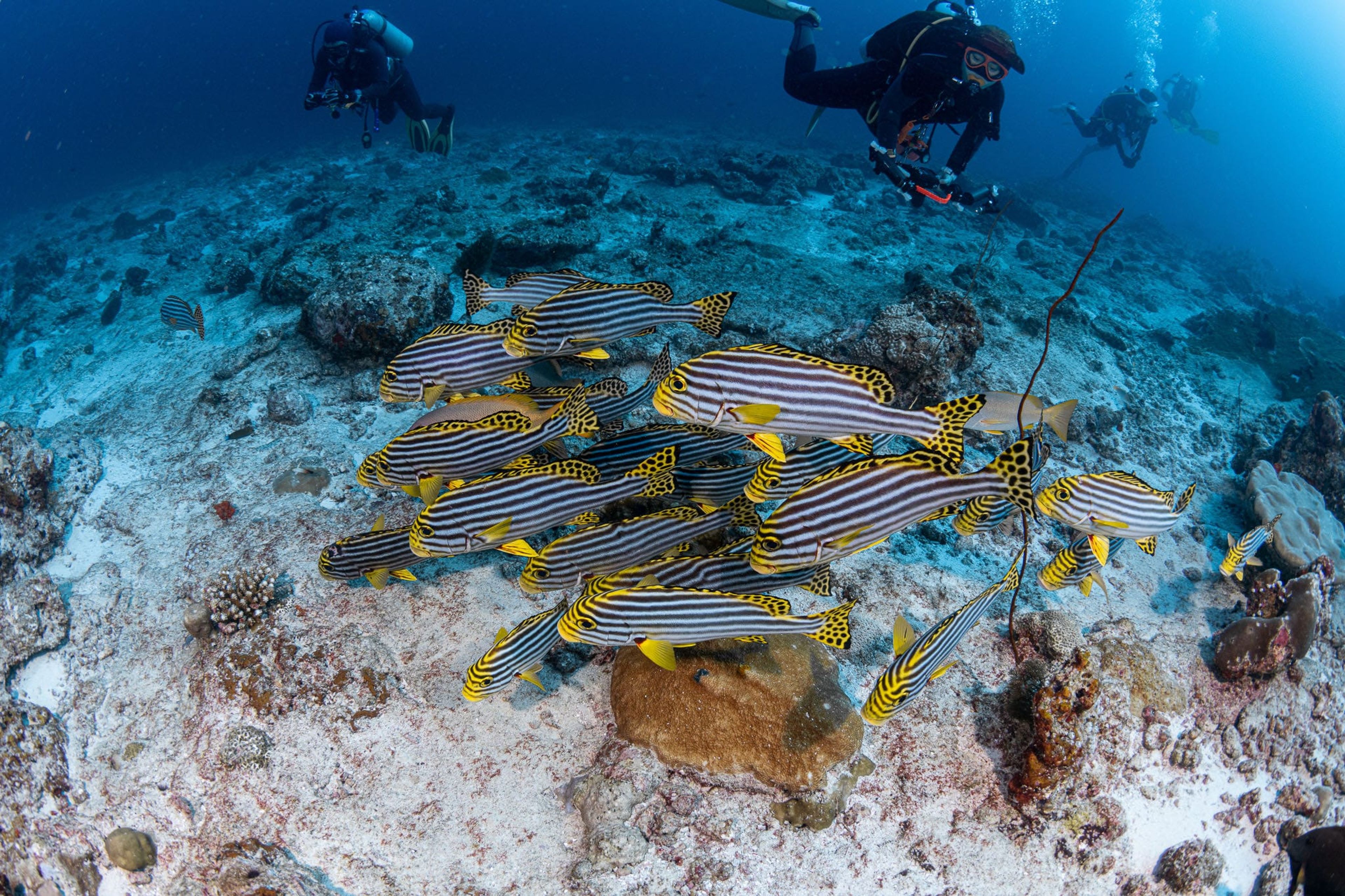 Lankan Reef (Manta Point)