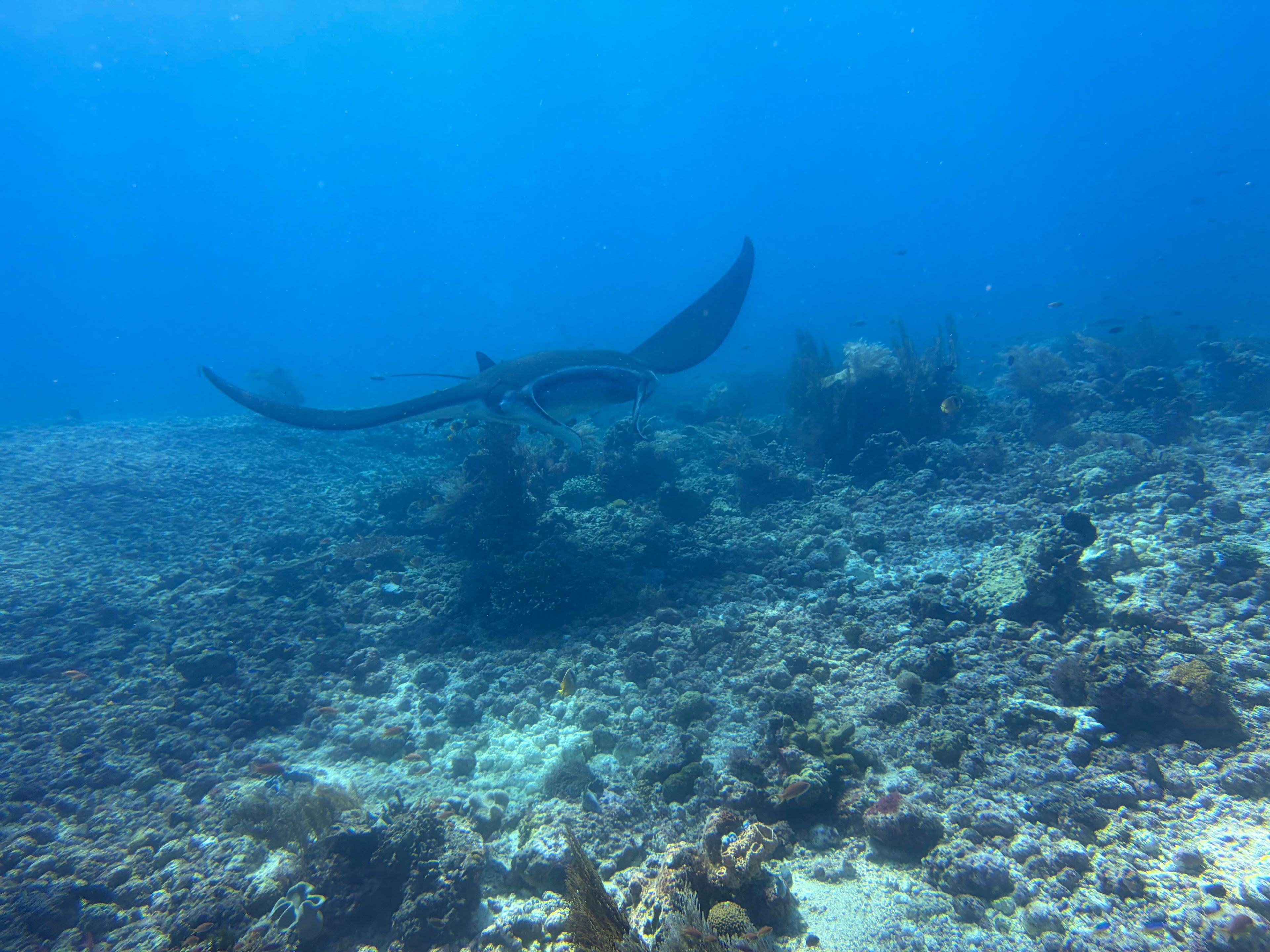 Sébastien delbecque's dive log