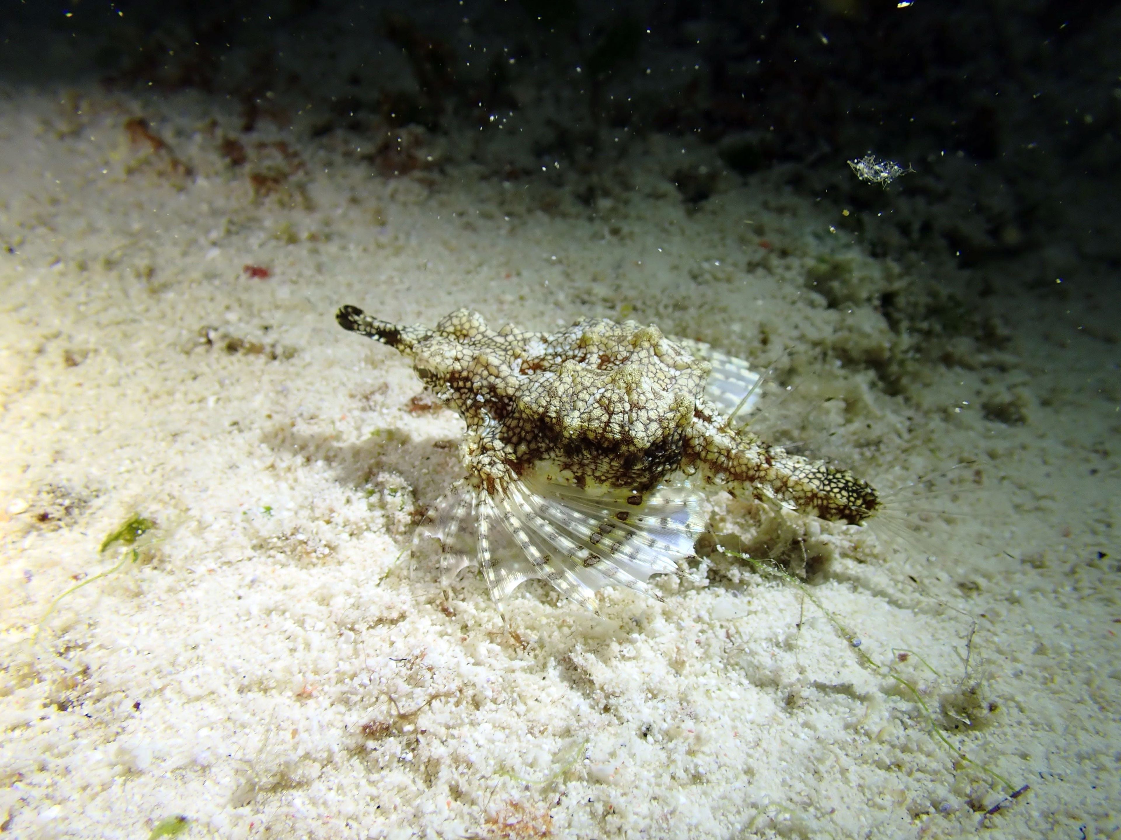 evolution house reef