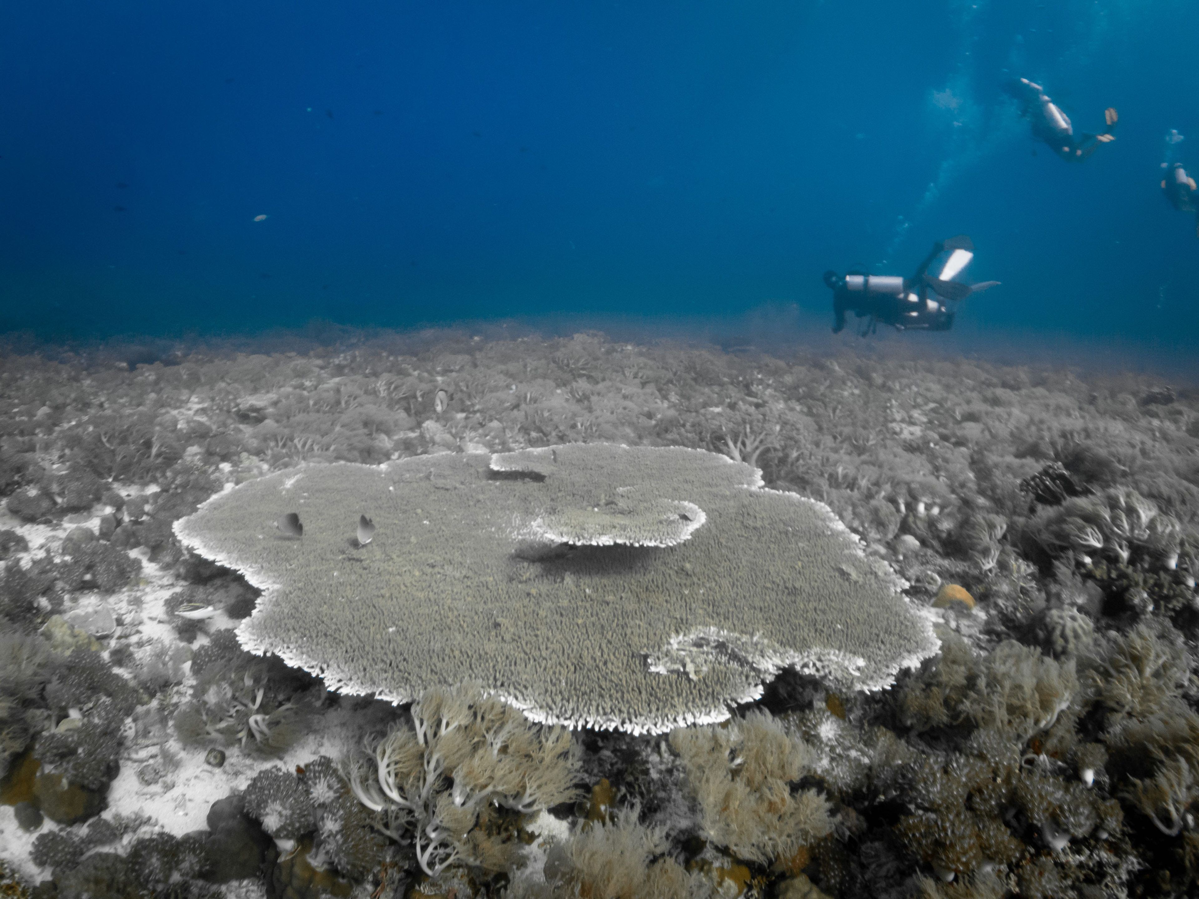 Malapascua Kimud Shoal